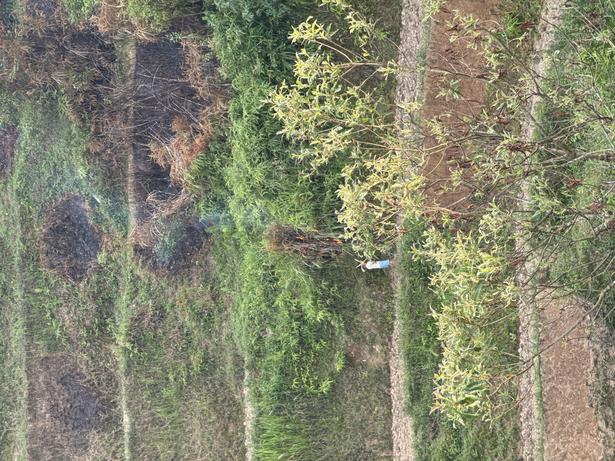 The image depicts a scene in Pờ Ly Ngài Commune, Vietnam, showcasing terraced fields covered in varying degrees of vegetation. Some sections appear recently burned, with visible charred remains. Other areas are densely covered in green foliage. A person dressed in a white top and blue pants stands on a path alongside the fields. A tree with light green leaves is in the foreground, partially obscuring the view. The scene suggests agricultural activity within a rural landscape.