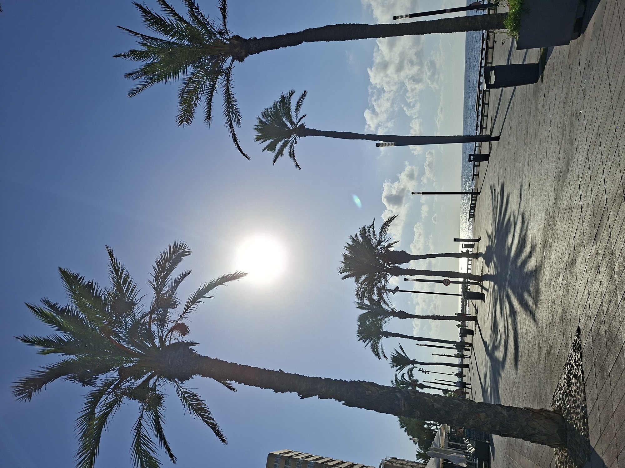 This image captures a sun-drenched promenade in Torrevieja, Spain, likely along the waterfront or a major avenue. The scene is dominated by a clear, bright blue sky with the sun prominently positioned, creating lens flare and casting long shadows across the paved walkway.
Several tall palm trees line the promenade, their silhouettes stark against the sky. Their fronds are fully developed, suggesting a warm climate. The walkway itself is paved with rectangular tiles, laid in a pattern that leads the eye towards the distant sea.
Along the promenade, there are visible amenities such as streetlights, trash receptacles, and benches, indicating a public recreational area. A few individuals are scattered along the path, appearing to be walking or strolling. On the left side of the image, a building facade is partially visible, suggesting an urban setting adjacent to the promenade.
The sea is visible in the background, calm and reflecting the sunlight. A line of benches and a railing separate the promenade from the water's edge. The overall atmosphere is one of a bright, sunny day, typical of a coastal resort town.