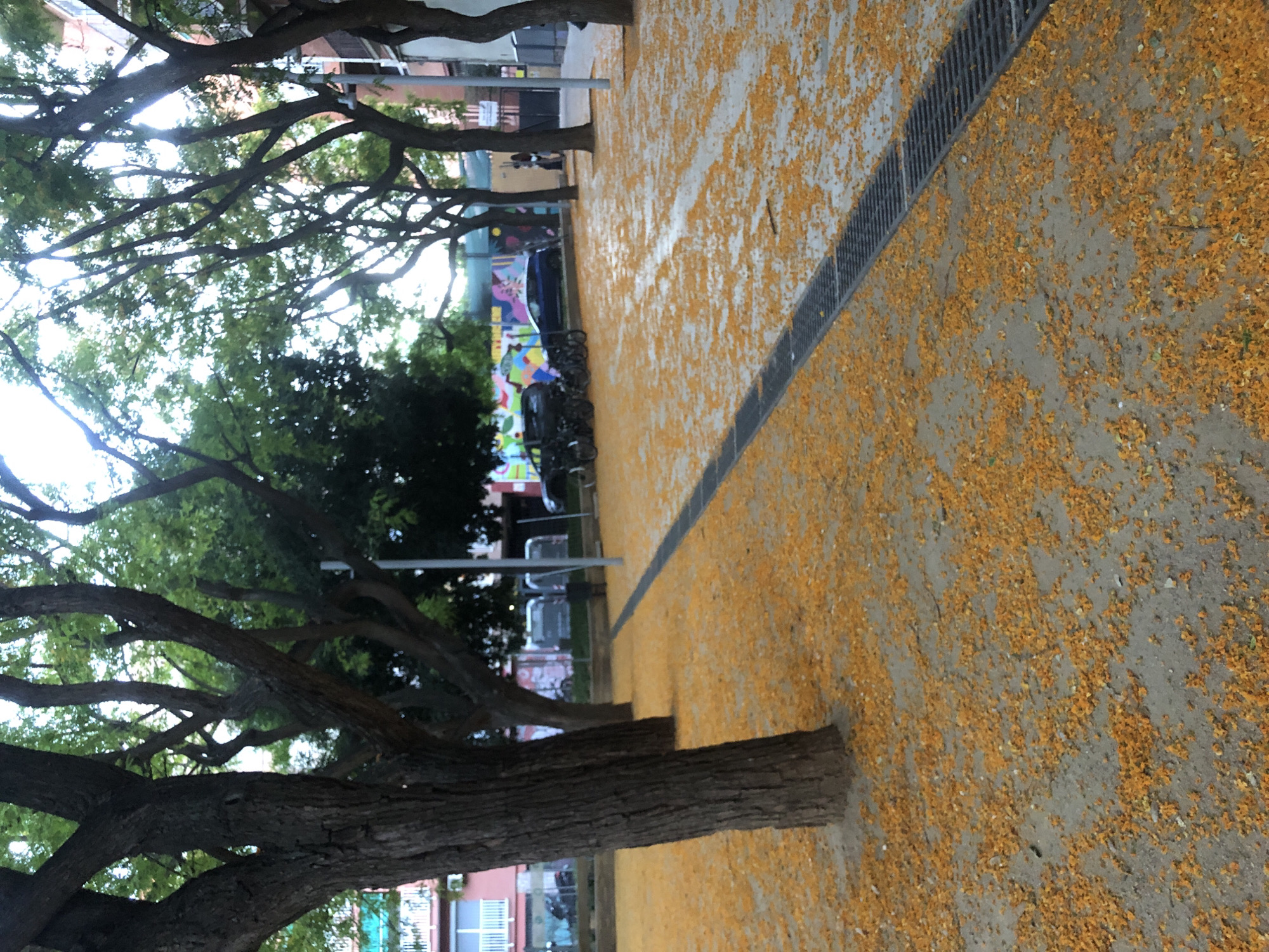 The image shows an outdoor scene in a city with trees lining a pathway covered in scattered orange petals. The pathway is made of concrete and has a dark grate running along one side. In the background, there are buildings, parked cars, and bicycles. The trees have thick trunks and branches with green leaves, some of which are visible in silhouette against the bright sky. The ground is primarily composed of dirt and sand, with the orange petals forming a carpet over a large portion of it. There are no people clearly visible in the foreground, but a few figures can be seen in the distance near the buildings. The overall impression is one of a public space undergoing a natural seasonal change.