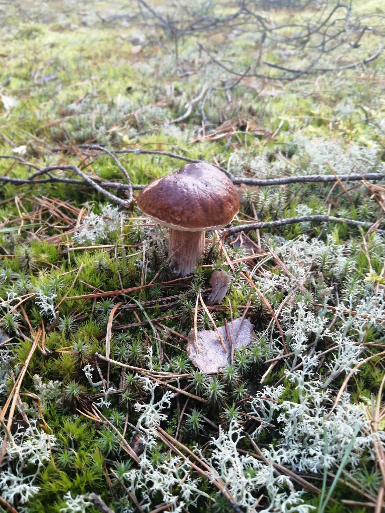 A solitary brown mushroom with a rounded cap and a thick stem stands prominently in a forest floor setting. The ground is covered with a carpet of vibrant green moss, interspersed with dry pine needles and delicate, pale lichen. Twisted branches lie across the scene, suggesting a natural woodland environment. The lighting indicates an outdoor setting, likely during daylight hours, casting subtle shadows. The specific location is reported as Доўгаўскі сельскі Савет, Belarus.