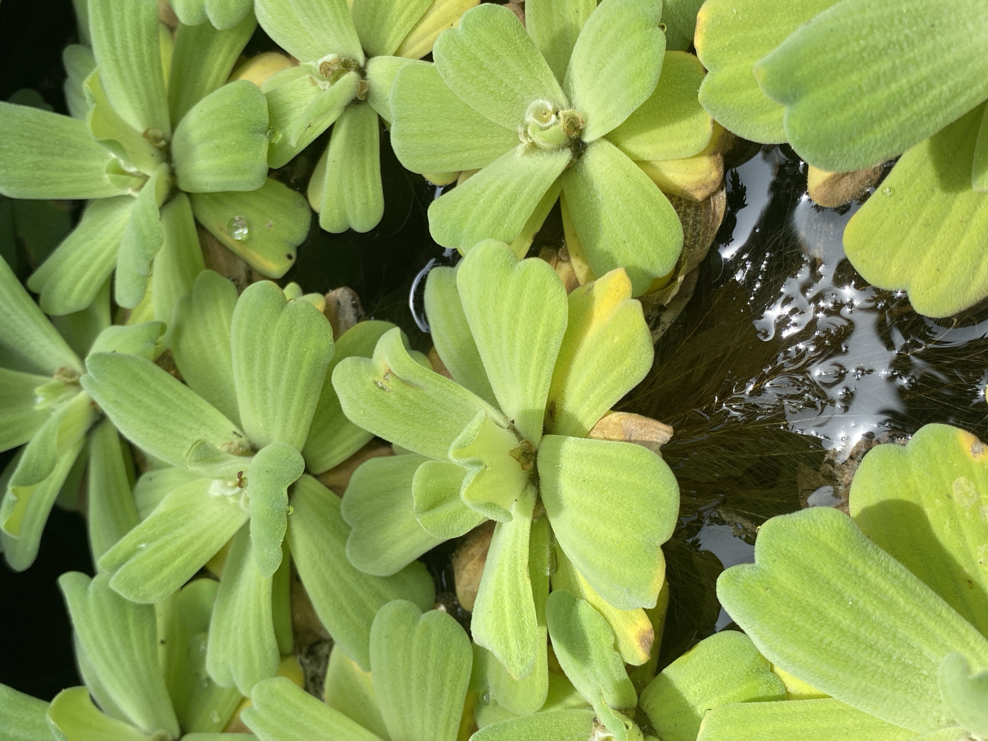 This is a close-up, high-angle, natural light photograph of water lettuce (Pistia stratiotes) floating on dark water. The plants are a vibrant green, with thick, velvety leaves arranged in rosettes. Small droplets of water are visible on some of the leaves. The water itself is dark and appears still, with some reflections of the sky and plants. Submerged plant roots are visible beneath the surface. The scene is likely found in a natural or semi-natural body of water within the city of Lambaro Kueh, Indonesia, such as a pond, canal, or slow-moving river, where this invasive species commonly thrives. There are no people or visible signs of human activity other than the potential presence of the plants in an aquatic environment within Lambaro Kueh.