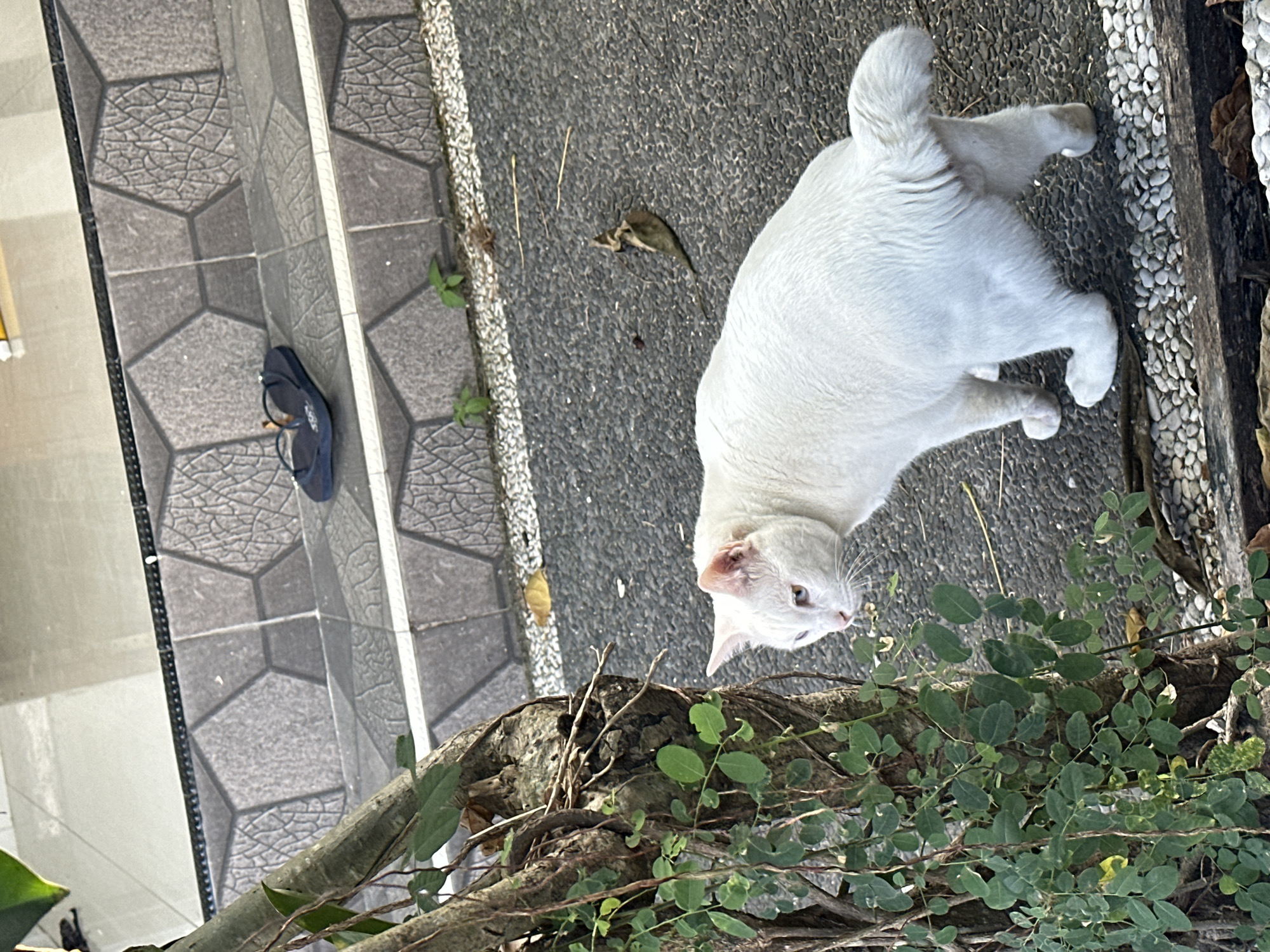 In Sukawati, Indonesia, a white cat with blue eyes is crouched near a tree with green vines. The cat is facing left, with its tail raised and curled. Behind the cat, there are steps tiled with a geometric pattern. A single dark blue flip-flop rests on the middle step. The ground around the cat is paved with asphalt and small pebbles. Dry leaves are scattered on the ground and on the steps. The scene appears to be outdoors, likely in a residential area or a public space.