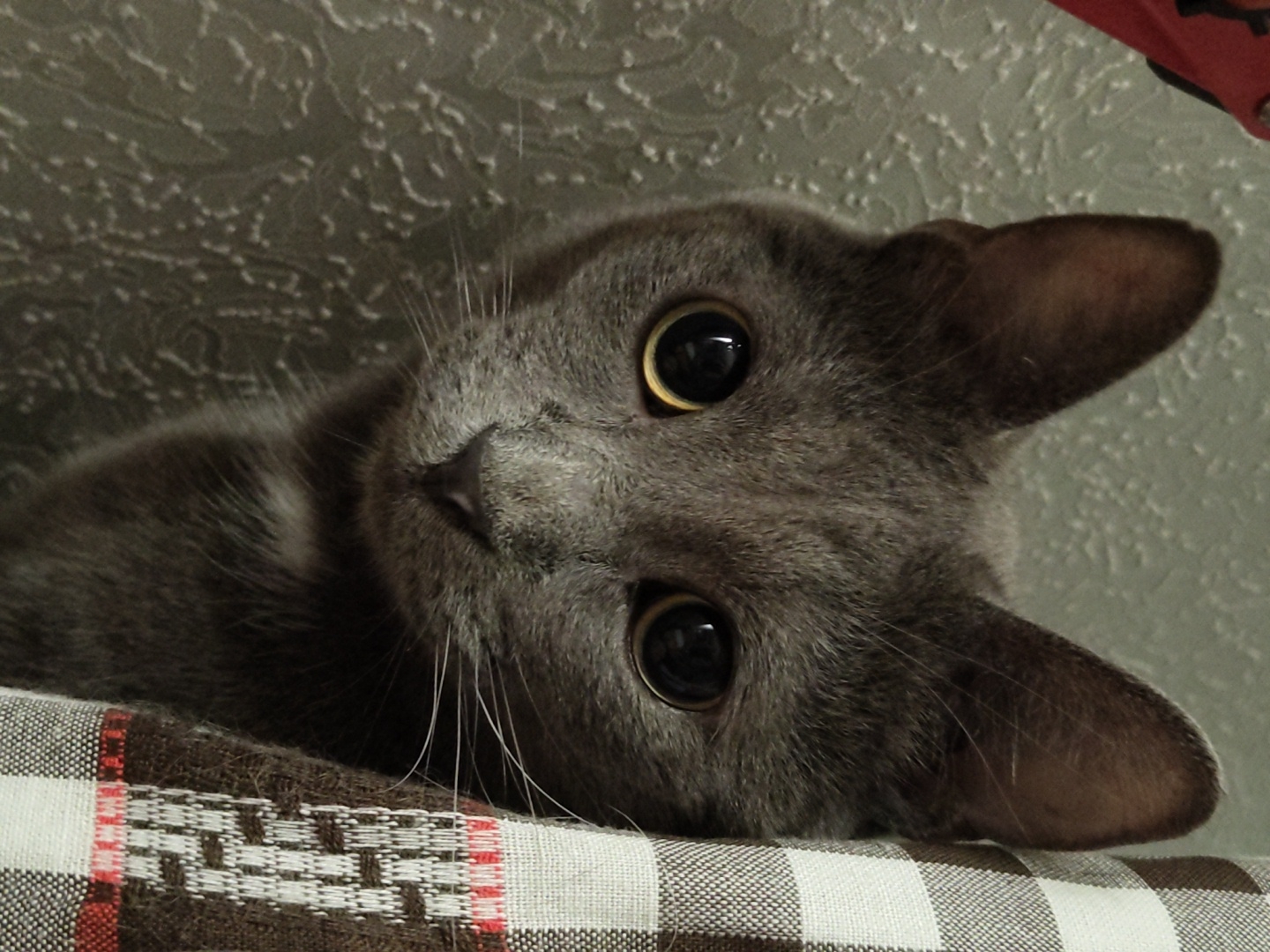 A close-up, head-on shot shows a gray cat with large, round, dark eyes peeking out from behind a checkered curtain. The cat's ears are perked up, and its whiskers are visible. The background is a textured, light green wall. A red object is partially visible in the upper left corner. The image is taken indoors in an unknown city and location.