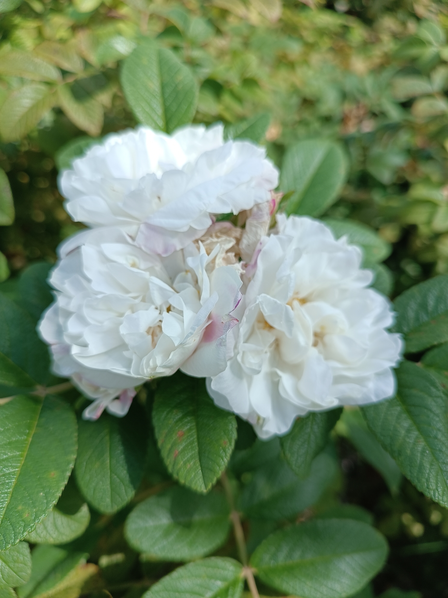 A close-up, eye-level outdoor shot focuses on a cluster of three fully bloomed white roses with delicate pink tinges on their petals, nestled amongst lush green foliage. The roses are centered in the frame, with the petals appearing soft and ruffled. The background consists of out-of-focus green leaves and some hints of yellowing vegetation, suggesting a natural setting. There is no indication of any specific location within Moscow, Russia. The scene is static, with no visible activity or people.