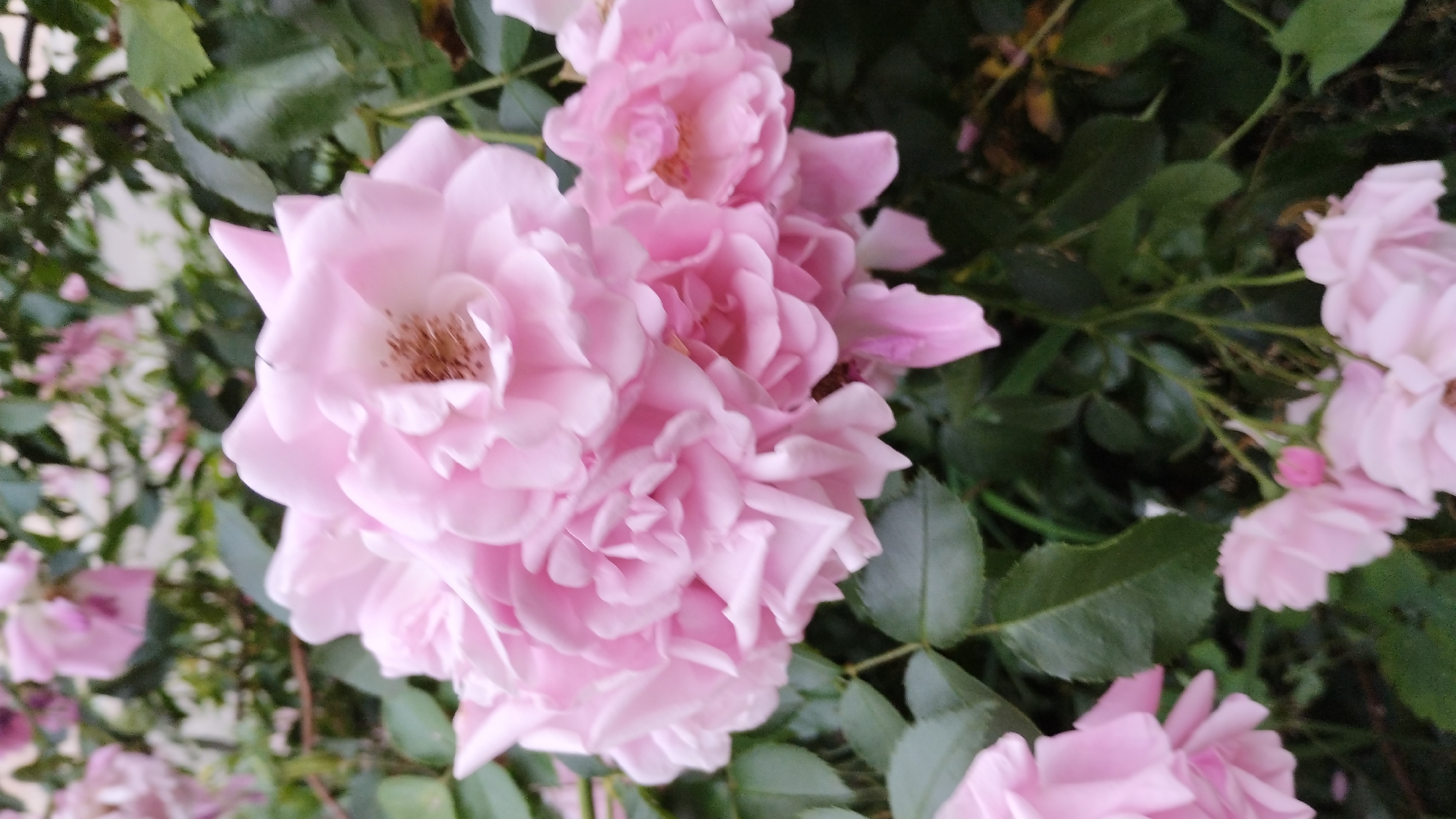 This is a medium close-up shot of a cluster of light pink roses. The roses are in various stages of bloom, with some fully open and others still forming. The petals are delicate and ruffled, with a soft, velvety texture. The center of the open roses reveals their stamens. The roses are surrounded by lush green foliage, which provides a contrasting backdrop to the soft pink blooms. The lighting appears to be natural, suggesting it was taken outdoors during the daytime. The overall impression is one of natural beauty and delicate charm, evoking a sense of tranquility and freshness. There is no visible text in the image.