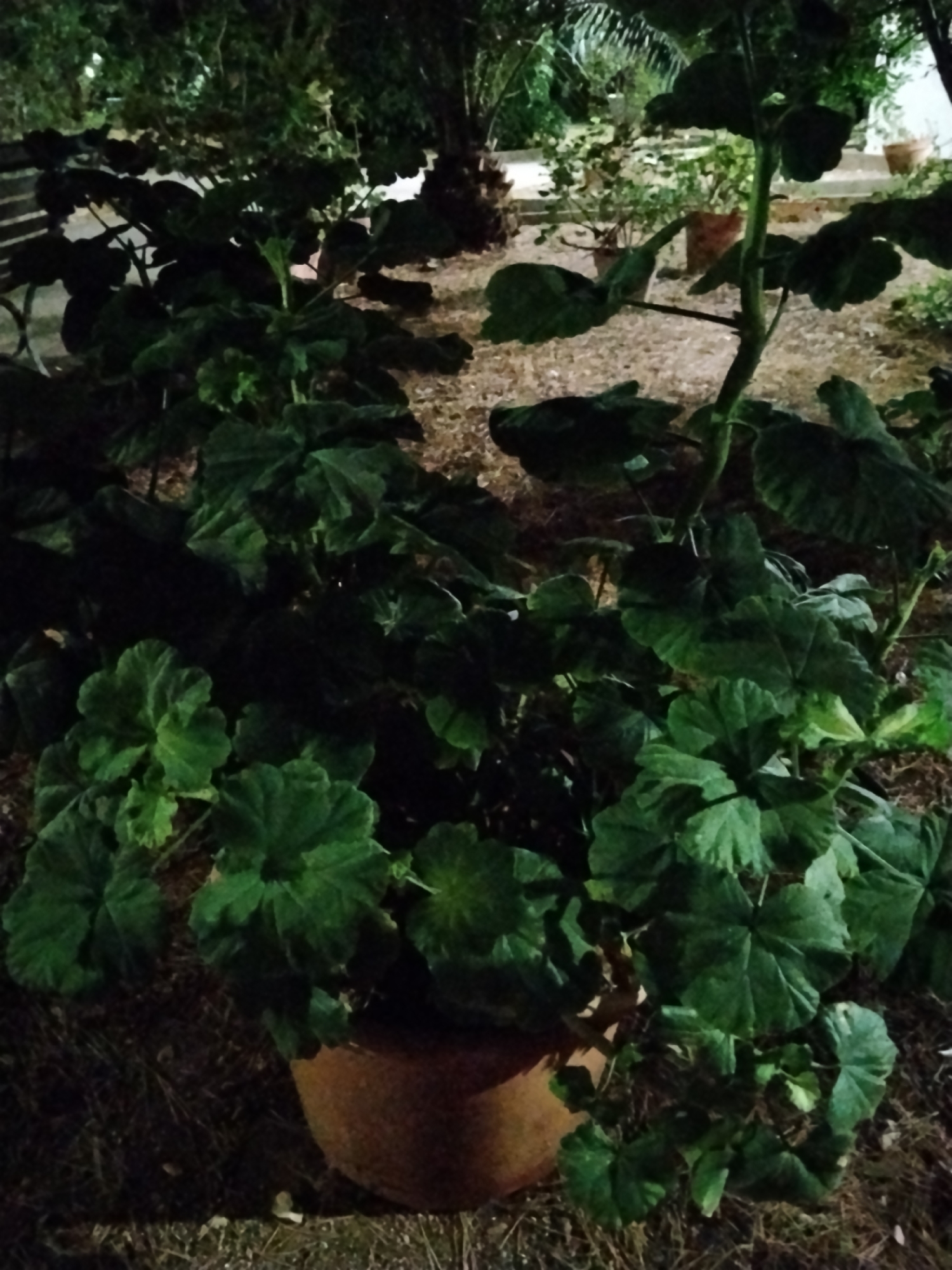 A medium shot captures a large, leafy green plant in a terracotta pot at ground level. The plant, which appears to be a geranium, has broad, lobed leaves and a thick central stem. The pot is partially visible in the lower right corner. The background shows a dimly lit outdoor setting with gravel and scattered vegetation. In the distance, other potted plants and trees are discernible, along with a hint of artificial lighting. The scene suggests a garden or courtyard area in Bitonto, Italy, possibly at night or in low light conditions.