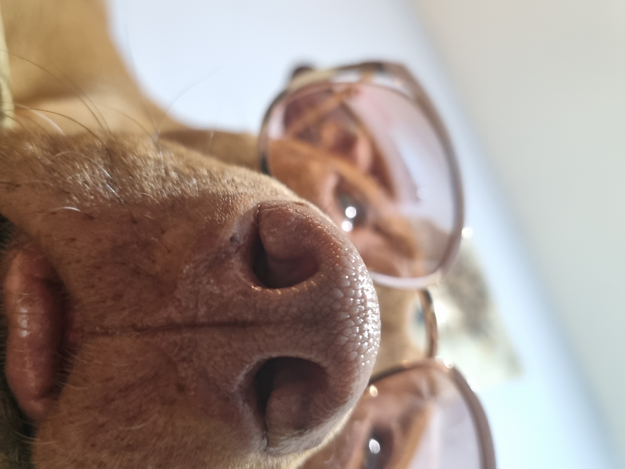A close-up shot focuses on the nose of a dog wearing sunglasses. The dog is light brown in color and has a large, wet nose. The sunglasses are round and have a pink tint. The background is a blurred white surface. The location is in the city of Unknown, Unknown.