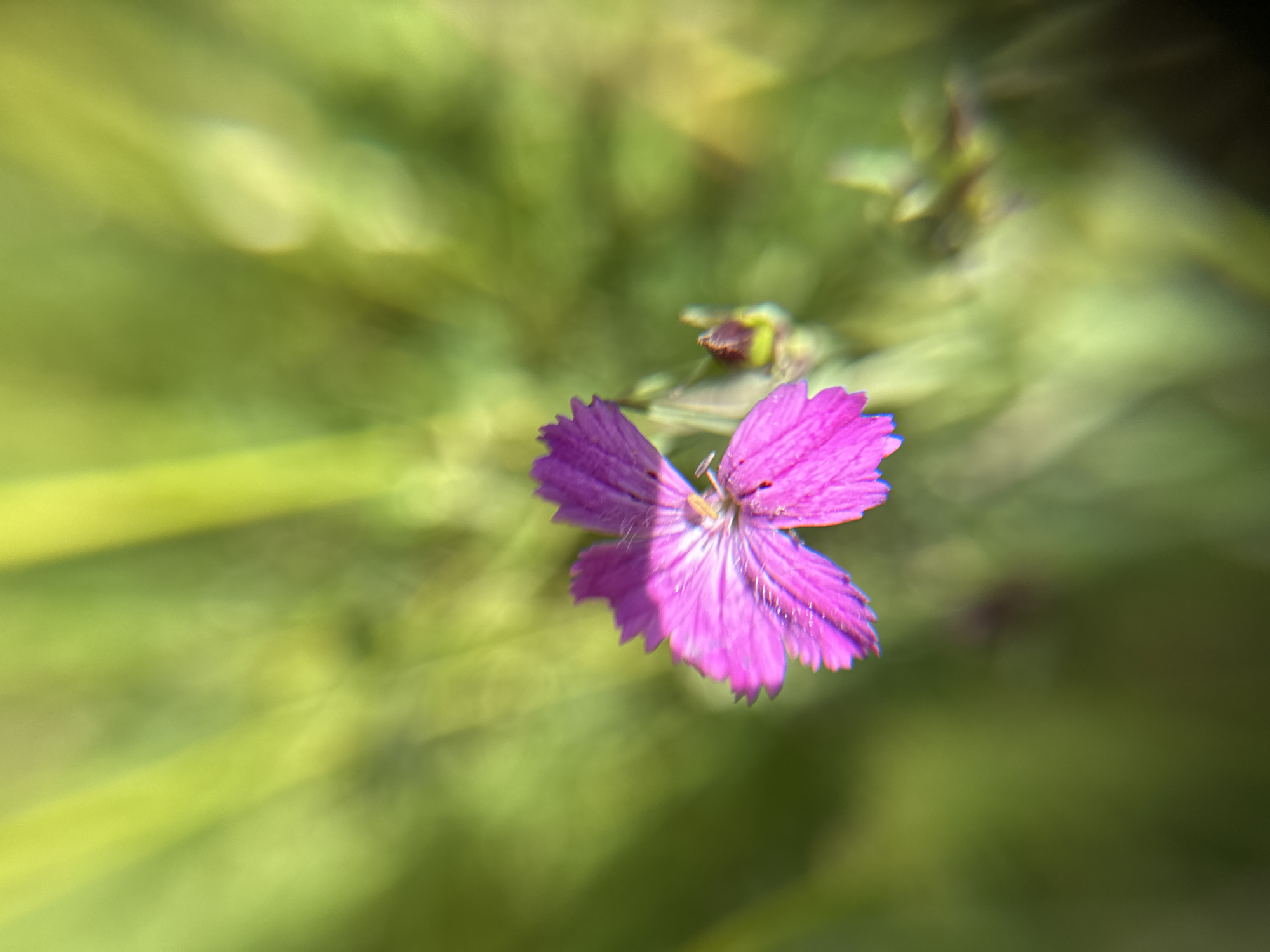 This is a close-up, macro photograph of a single, small, vibrant pink flower with delicate, fringed petals. The flower is the main subject and is in sharp focus, while the background is softly blurred into shades of green and yellow, creating a bokeh effect. The blurred background suggests a natural outdoor setting, likely a field or garden. The lighting appears to be natural daylight, possibly late afternoon or early morning given the soft glow and shadows, and the bright, clear colors of the flower. There are no people or text visible in the image. The scene evokes a sense of delicate beauty and tranquility. The provided location context of Bogolyubovo, Russia, suggests this flower was photographed in that region, possibly during the warmer months when flowers are in bloom.