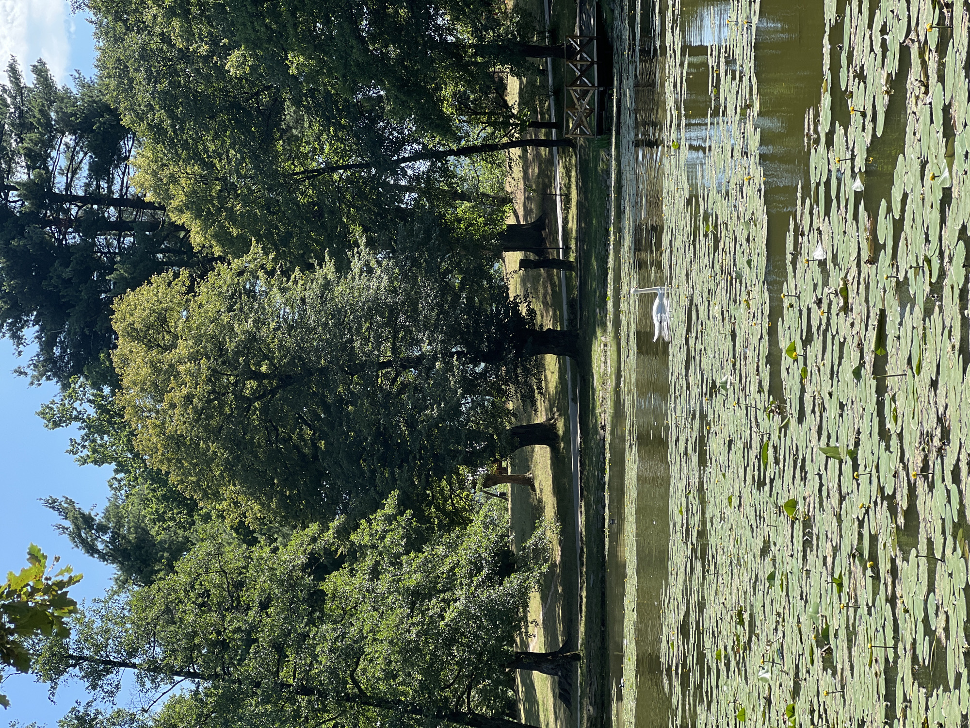 A tranquil scene unfolds at a park in Karpaty, Ukraine, with a placid lake in the foreground, covered in a dense carpet of lily pads. Several yellow water lily blooms punctuate the green expanse. A lone white swan glides gracefully through the water to the left of center. Beyond the lake, a lush green embankment rises, lined with mature trees. Some of these trees are deciduous, with full, leafy canopies, while others appear to be evergreens, their dark foliage creating a contrast. Sunlight dapples through the leaves, casting shadows on the grassy ground. In the background, beyond the trees, a clear blue sky with a few wispy clouds is visible. A wooden footbridge or pier extends into the water on the right side of the frame, adding a rustic touch to the natural landscape. The overall impression is one of peace and natural beauty.