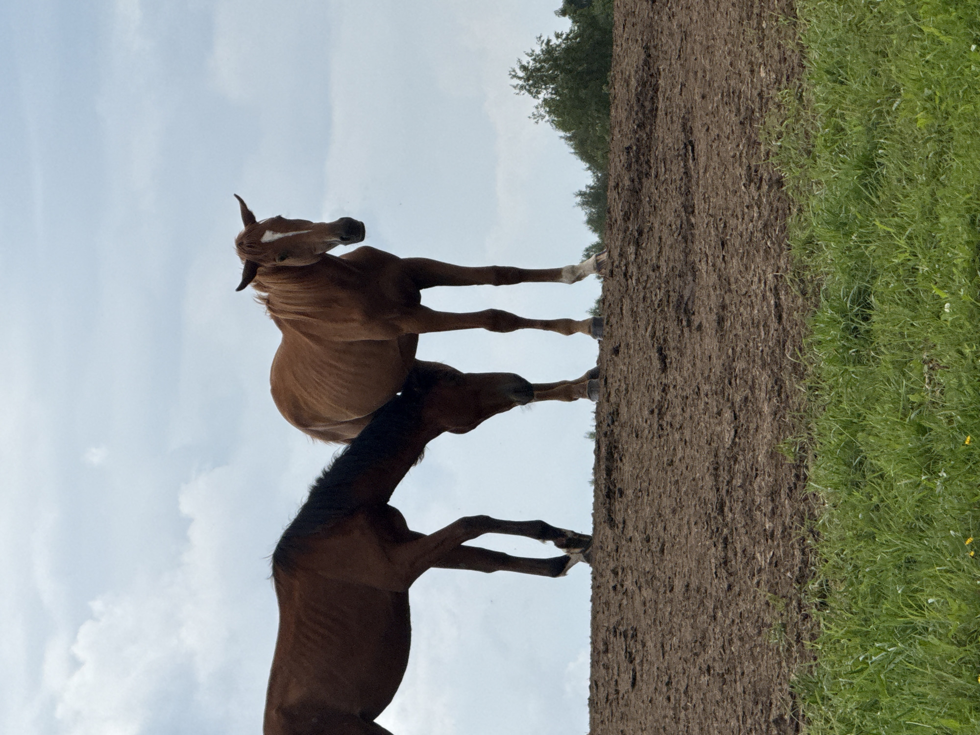 Two brown horses stand on a patch of bare earth, with a line of trees visible in the background. The horse on the left is partially obscured by the horse on the right, and is bent over as if grazing. The horse on the right stands upright, facing the camera, with a white marking on its forehead. The ground beneath the horses is dark brown and appears to be tilled earth. In the foreground, a patch of green grass with some yellow flowers is visible. The sky above is cloudy and light blue. The image appears to have been taken in an outdoor rural setting, possibly a field or pasture. The location is identified as Galinė, Lithuania.