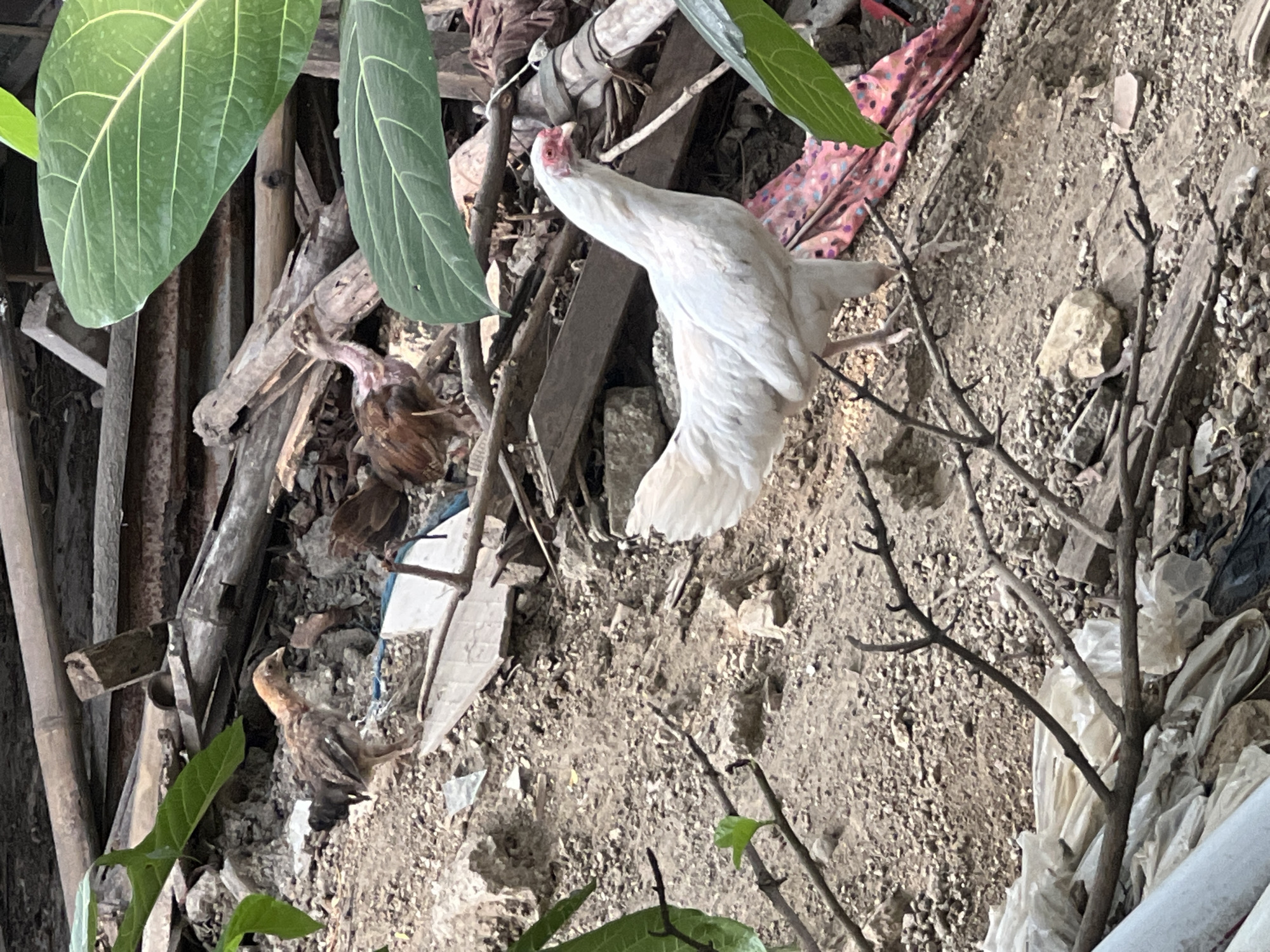 The image depicts a rural setting in Klapanunggal, Indonesia, characterized by a cluttered environment with debris. In the foreground, a white hen with a red comb is standing on dusty ground. Behind it, a brown chick is visible, along with other chickens partially obscured by wood and foliage. The background consists of a pile of discarded wood, bamboo, and various types of trash, suggesting an unkempt outdoor area. Green leaves from nearby plants are also present, adding a natural element to the scene. The lighting suggests it is daytime, with natural light illuminating the area.
