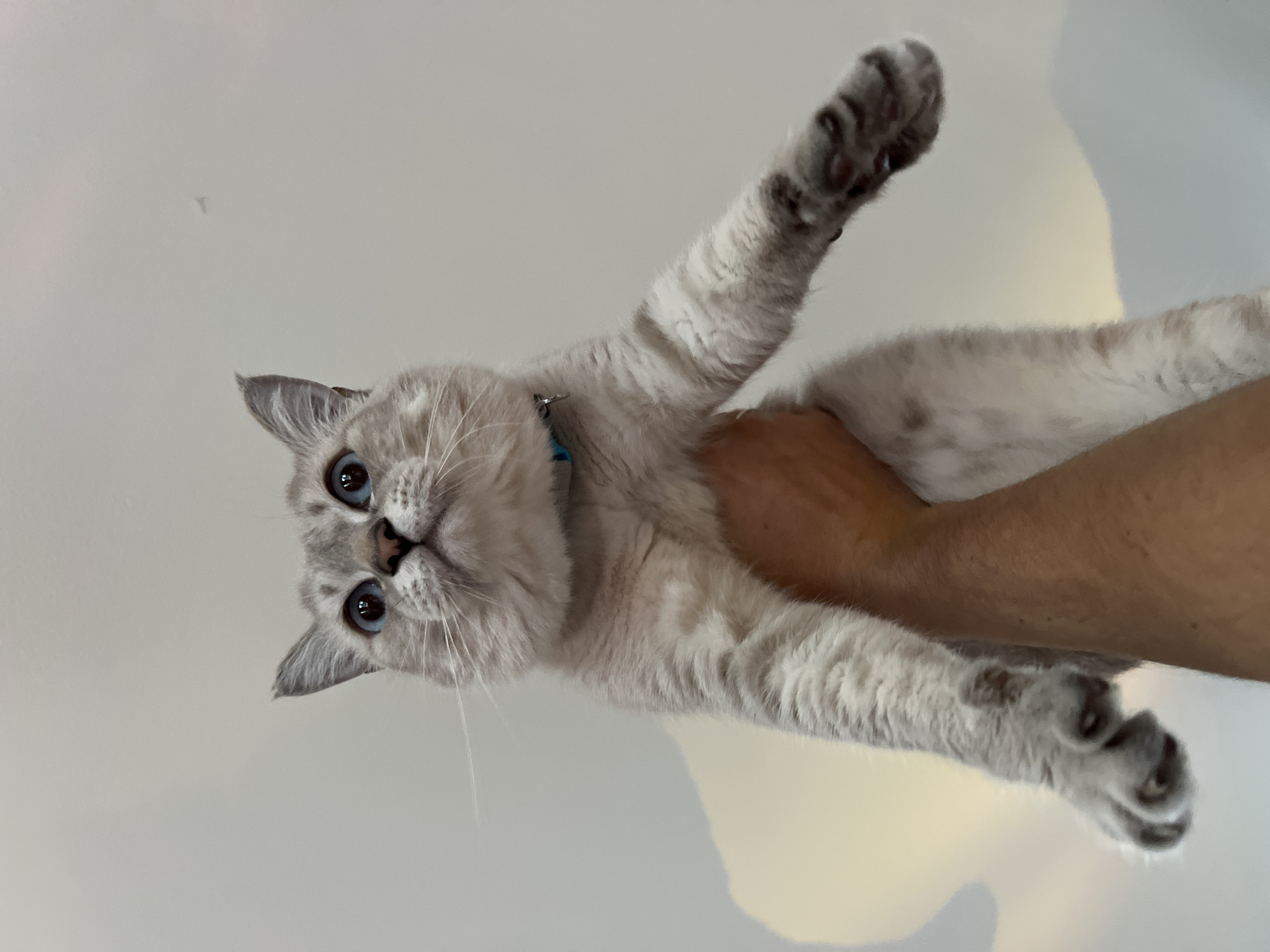 A light-colored cat with striking blue eyes is held up by a human hand and arm against a plain, light background. The cat's fur is primarily cream or white, with darker greyish-brown points on its ears, face, and paws. It wears a thin blue collar. The cat's body is oriented vertically, with its head at the top of the frame and its front paws extended upwards. Its eyes are wide open, and it appears to be looking directly at the viewer with an alert and curious expression. The background is a uniform, very light grey or off-white, suggesting an indoor setting with simple walls. The lighting is soft and even, highlighting the cat's features. No text is visible in the image.