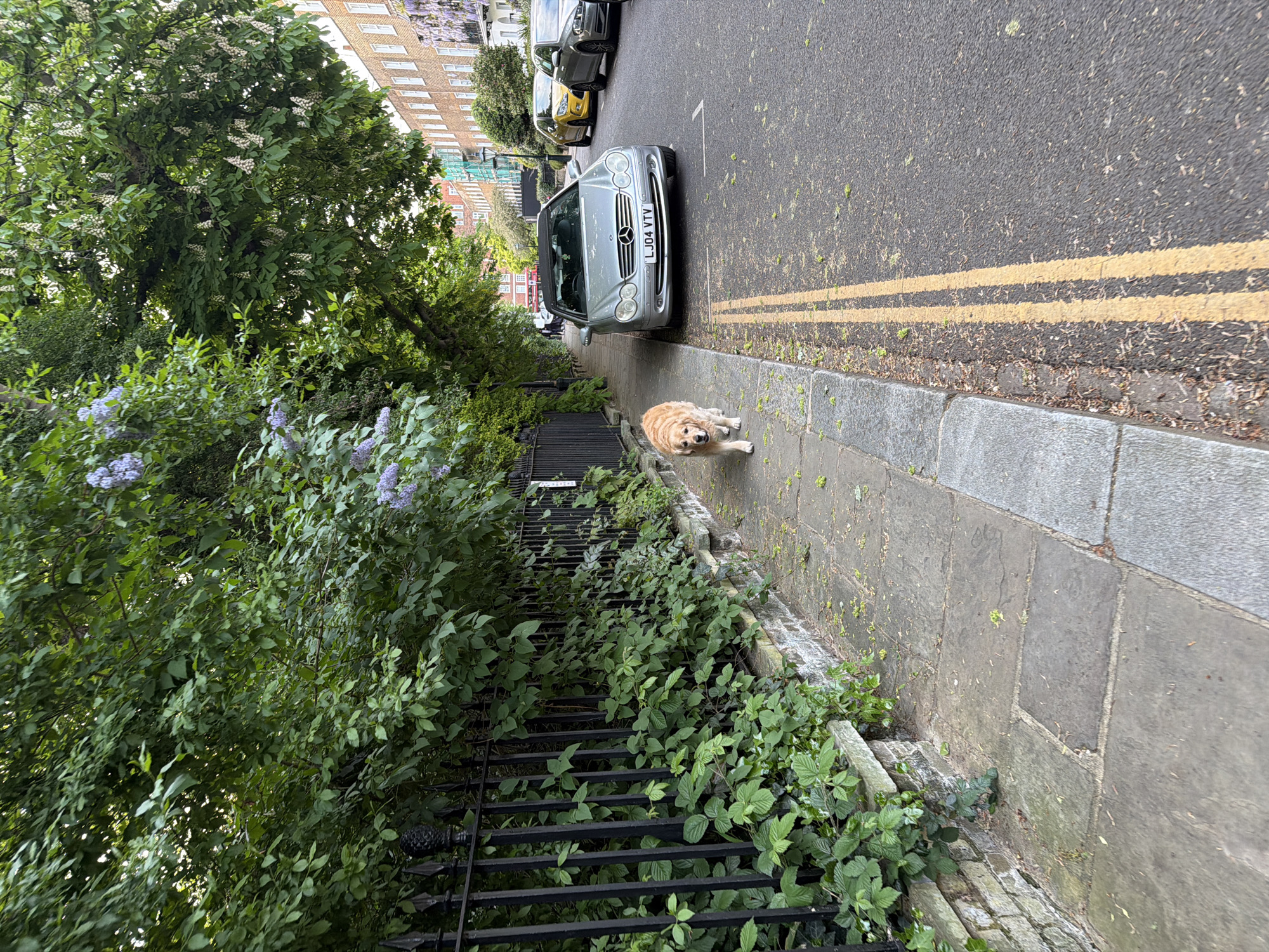 A slightly tilted medium-angle shot shows a London street with a golden retriever dog on the sidewalk. The dog is facing the camera. A silver Mercedes convertible is parked on the street beside the sidewalk. Two yellow lines divide the road. Further down the road, another car is visible. On the left, there is a black iron fence covered in green plants. Buildings can be seen in the background. The perspective is somewhat angled.