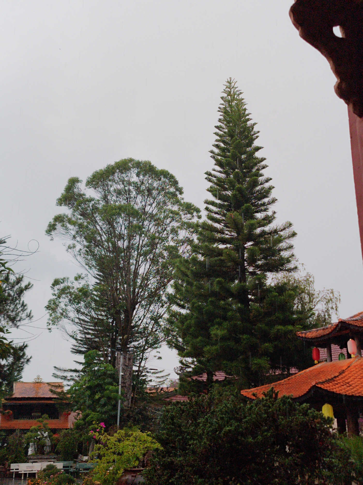The image captures a serene, rainy scene in Lâm Viên, Da Lat, Vietnam, under an overcast sky. Light rain streaks are visible throughout the frame, particularly around the tall trees.
In the midground, two prominent trees dominate the sky. To the right, a very tall, slender coniferous tree with dense green needles stands erect, its spire-like form reaching towards the top of the frame. To its left, a broader, leafy tree with a more rounded canopy features a visible trunk and branches, its foliage a slightly lighter green. Several other trees and dense green foliage occupy the lower and mid-sections of the image, contributing to a lush environment.
Traditional Asian architecture is partially visible, primarily in the lower right and mid-left. Buildings with distinctive orange-tiled roofs are nestled among the greenery. One building to the right features intricate dark eaves with red and yellow lanterns hanging below them. In the lower left, a white bench and what appears to be a light-colored statue or ornament are partially obscured by bushes and flowering plants. The upper right corner shows a dark, ornate architectural detail, possibly part of a temple or traditional building's roof structure, framing the sky.
The weather is distinctly rainy and overcast, creating a muted, tranquil atmosphere. No specific activity is occurring, and no people are visible. There is no discernible text in the image.