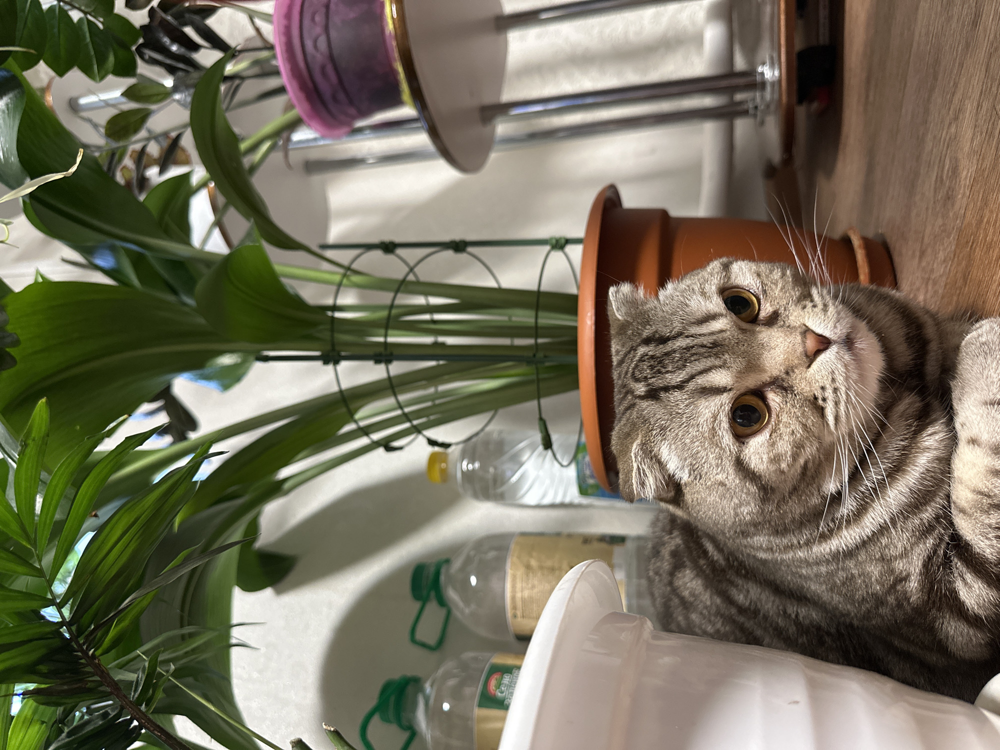 The image depicts a domestic setting, indoors, featuring a gray tabby Scottish Fold cat lying on a wooden surface. The cat's face is prominent, showing amber-colored eyes and striped markings. Beside the cat, there are several potted plants with green foliage, supported by metal wire structures. An assortment of plastic bottles, some clear and some with yellow liquid, are visible near the plants and the cat. In the background, there is a multi-tiered shelving unit with purple and brown plant pots. The scene appears to be well-lit, with lighting that casts shadows on the wooden surface and the white wall in the background.