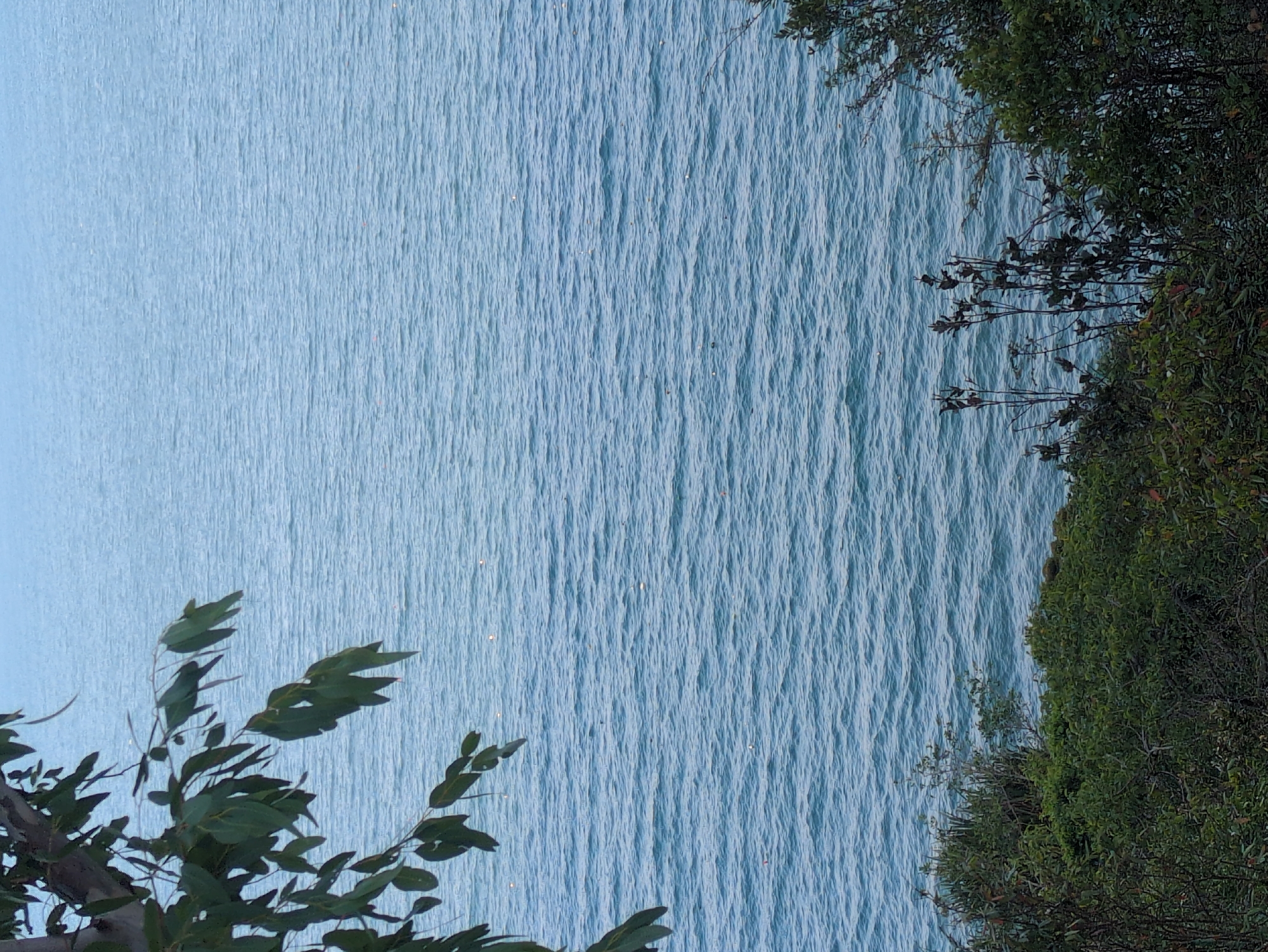 The image shows a view of water, most likely the ocean, from what appears to be a shoreline location in South Quy Nhon Ward, Vietnam. The water surface is textured with small waves, indicating slight wind. Vegetation, primarily green trees and bushes, occupies the right side and lower-left corner of the frame, suggesting a natural, vegetated coastline. The sky is not visible, but the lighting appears to be diffused, possibly indicating an overcast day or early morning/late evening. There are no people, man-made structures, or visible signs of activity in the frame.