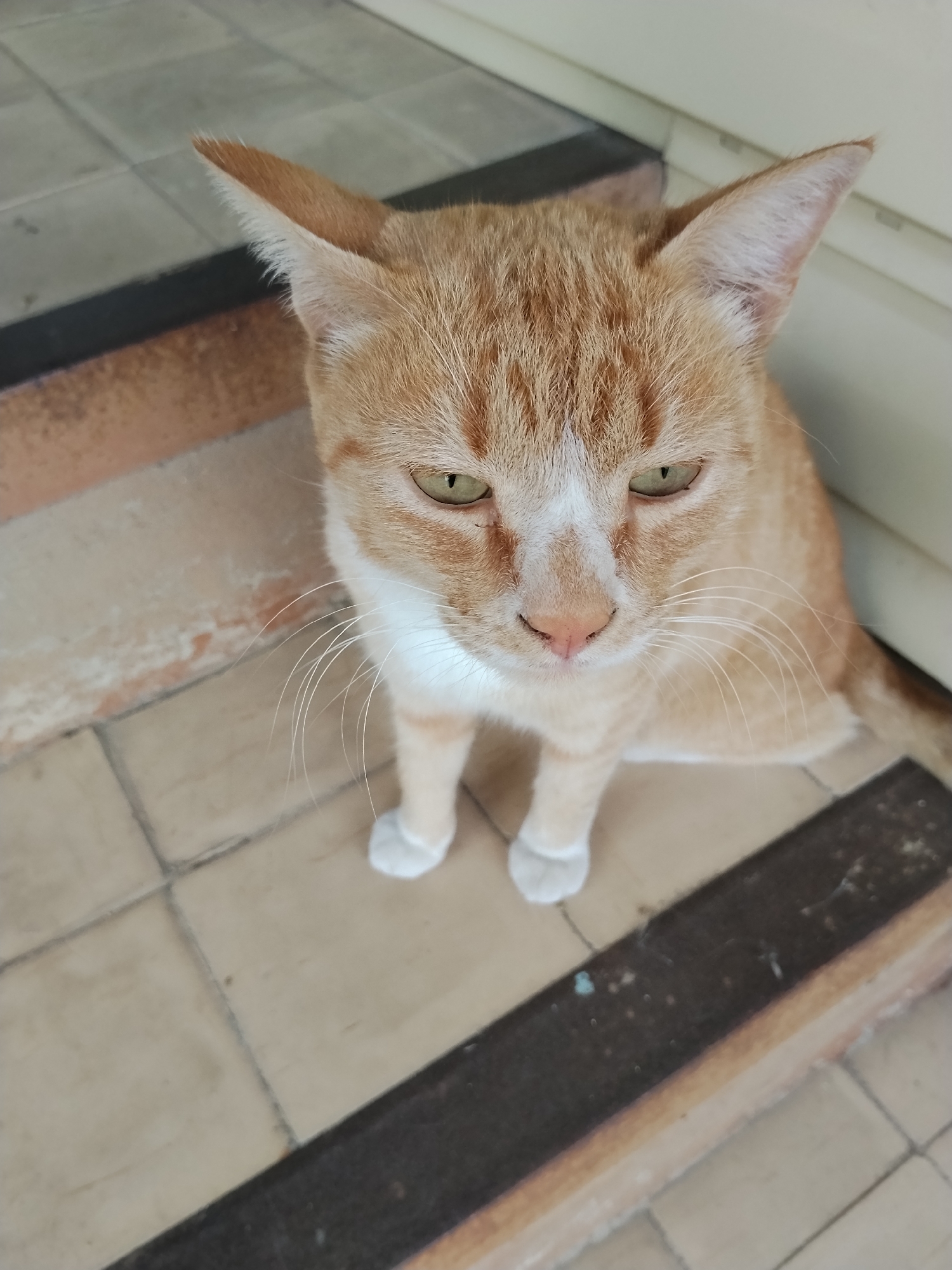 A ginger and white cat with green eyes is sitting on a tiled floor. The cat is facing the camera with its head tilted slightly down. Its front paws are tucked beneath its body. The background shows a wall and a step. The scene is outdoors, likely on a porch or patio.