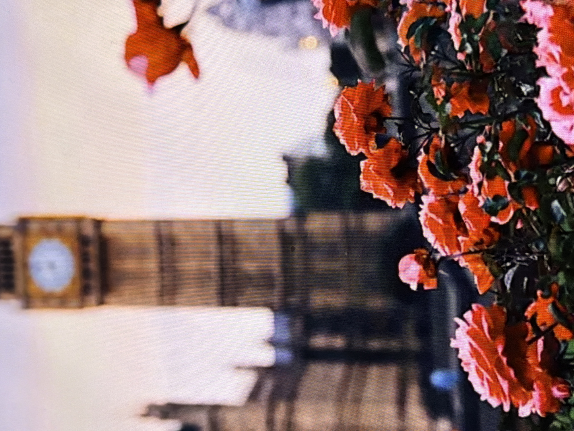 The image captures a scene in London, United Kingdom, with a shallow depth of field. In the sharp foreground, a dense bed of roses displays petals predominantly in vivid shades of red, orange, and various tones of pink, interspersed with dark green foliage. The prominent Elizabeth Tower (Big Ben), a light brown clock tower with a circular white clock face, is visible in the blurred mid-ground, standing off-center to the right. To the left of the tower, parts of the Palace of Westminster, characterized by its intricate architecture, are heavily blurred. The sky in the background is a soft gradient of light beige and pale pinkish-orange hues. A highly blurred, reddish object, vaguely resembling a bird in flight, is present in the upper right corner. Several indistinct, dark figures, appearing to be people, are subtly discernible in the distant background near the base of the architectural structures.