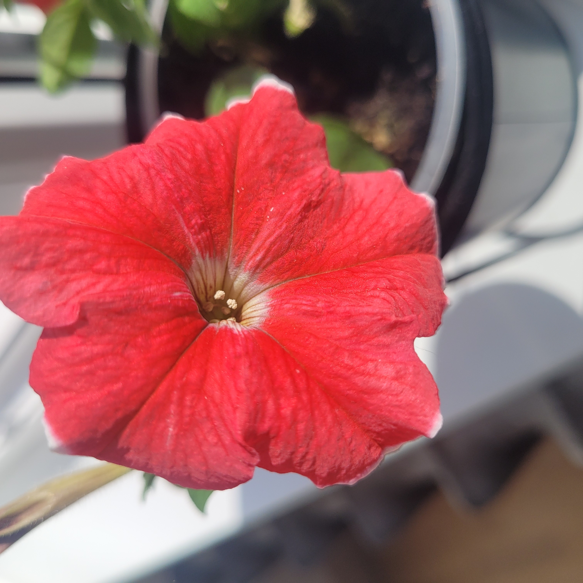 A close-up, high-angle shot shows a bright red petunia flower in full bloom, its ruffled petals filling most of the frame. The flower is positioned slightly off-center to the left, with its vibrant color catching the sunlight. The center of the flower displays delicate yellow stamens and a light-colored throat. The edges of the petals are slightly irregular and tipped with white.
The flower is in a gray pot containing dark soil. Behind the flower, blurred green leaves are visible, hinting at other plants in the vicinity. The background is out of focus, featuring a white surface on the left, likely a windowsill or ledge, and a darker, more abstract background on the right, suggesting an indoor environment or a shaded outdoor area. The overall impression is one of natural beauty and soft lighting, with the petunia as the clear focal point.
This image is not specific to Jūrmala, Latvia, as there are no discernible landmarks or contextual elements that place it in that location. The scene is a generic close-up of a potted flower.
