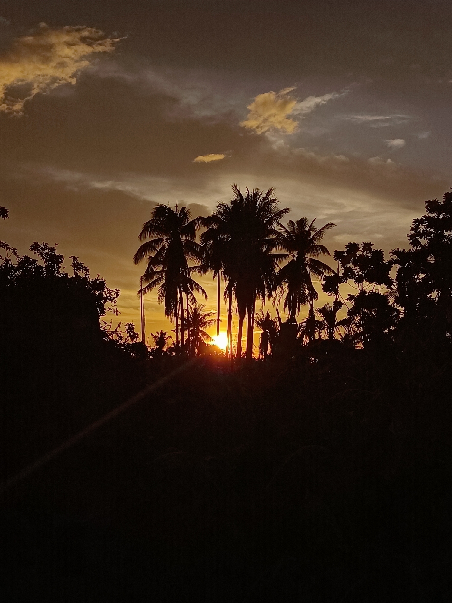 The image is a photograph taken at sunset in the city of Blang Cut, Indonesia. The foreground is dominated by the dark silhouettes of trees, including several palm trees, against a bright orange and yellow sunset sky. The sun is partially visible, peeking through the fronds of the palm trees, casting a warm glow. Wispy clouds are scattered across the sky, tinged with the colors of sunset. The overall impression is one of a peaceful, tropical evening.