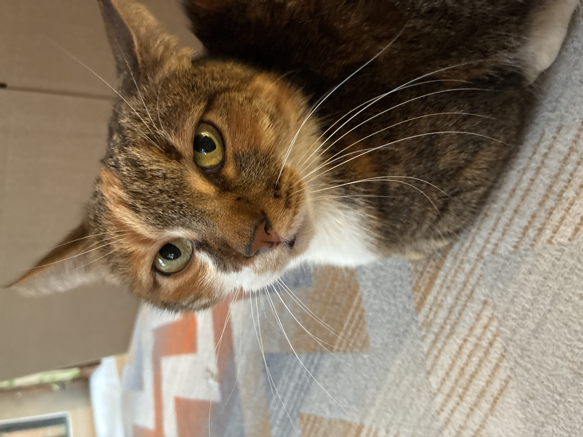A cat with brown, black, and white fur is looking upwards with green eyes. The cat has long white whiskers. It appears to be resting on a patterned blanket or surface. The background shows a hint of a cardboard box. Location in Tomilino, Russia, is not discernable.