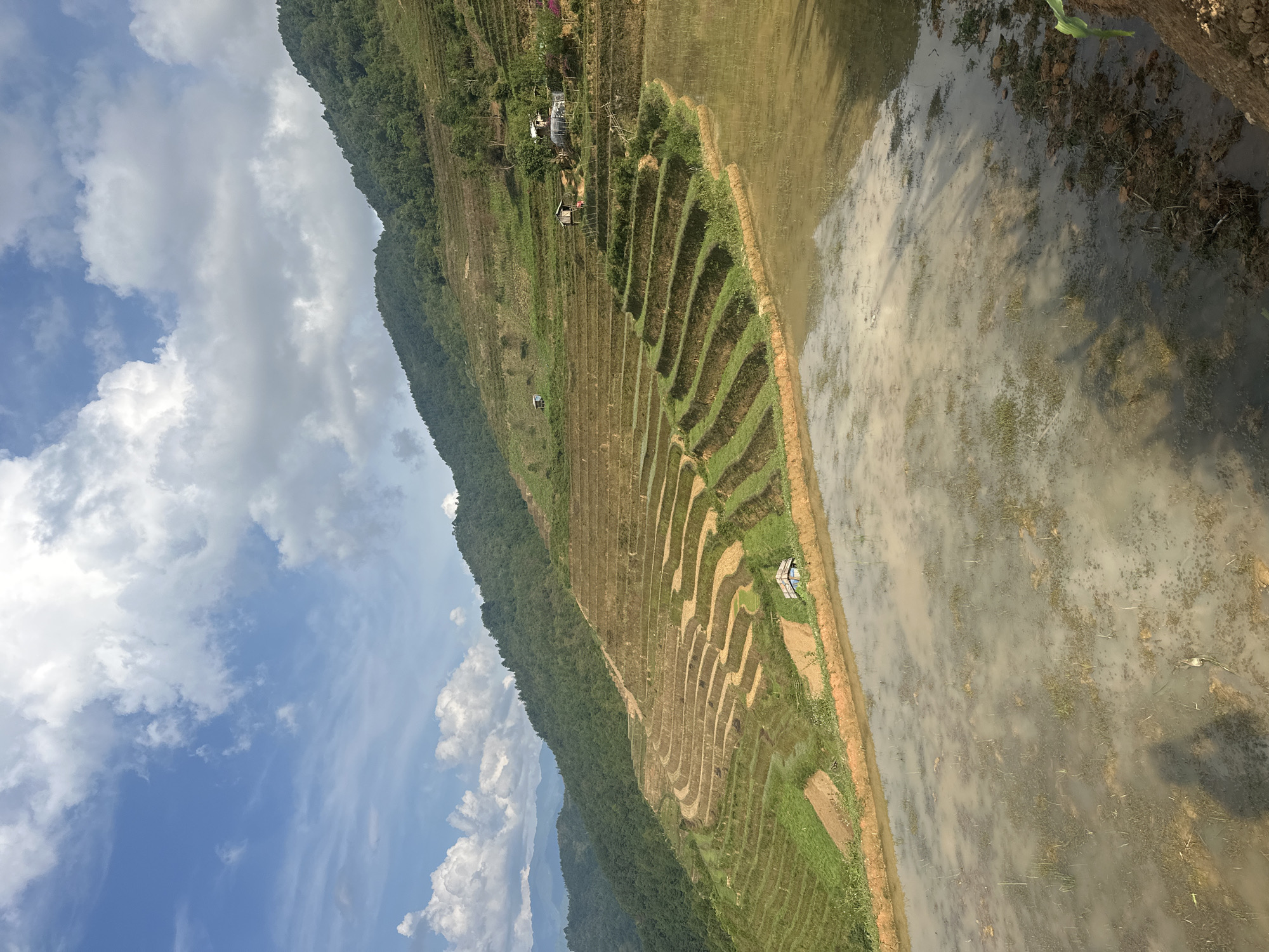 This image presents a stunning landscape of terraced rice fields in Lao Chai, Vietnam, under a bright, cloud-filled sky. The scene is dominated by the geometric patterns of the agricultural terraces carved into the hillsides.
The terraced fields in the midground show a variety of states: some are cultivated with visible green crops, possibly young rice shoots, while others appear as reddish-brown soil or are flooded with shallow, muddy water. These flooded sections create reflective surfaces, mirroring the expansive blue sky and the soft, white clouds overhead. Dotted among the terraces are small, simple huts or shelters, likely used by local farmers for rest or storage, with one prominent structure visible on a higher terrace to the left and another smaller one on the right near the foreground.
The background is defined by majestic, densely forested mountains that rise dramatically, providing a lush green backdrop to the cultivated land. The sky above is a clear blue, adorned with numerous fluffy white clouds, suggesting fair weather.
In the foreground, a large body of murky water stretches across the lower right portion of the image. This water also reflects the sky and parts of the surrounding landscape, with visible patches of dark earth and sparse aquatic vegetation, indicating it could be a larger rice paddy or an irrigation pond.
The overall scene captures the beauty and industriousness of traditional rice farming in a mountainous region, likely during the planting season when fields are prepared and flooded. There are no people visible in the image, nor is any text present. The photograph conveys a sense of peacefulness and the impressive scale of human-made agriculture integrated into a natural environment.