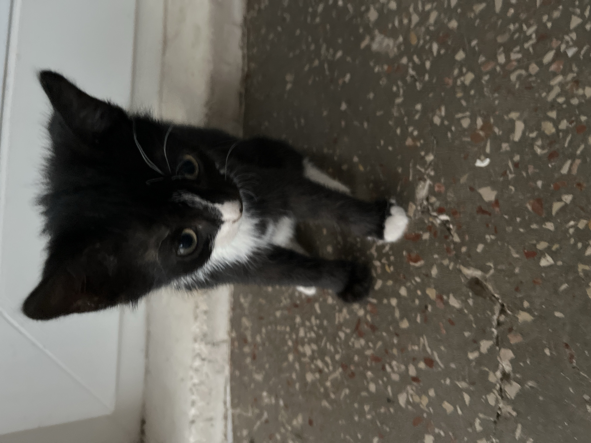 A black and white kitten is shown standing on a textured, speckled floor in front of a white wall. The kitten is facing forward, with its head tilted slightly downwards. Its fur is predominantly black, with a white patch on its chest and a white marking on its face. The kitten has large, dark eyes and pointed ears. One of its front paws has a white "sock." The floor appears to be concrete with embedded chips of various colors. The background is out of focus, showing a blurred white surface which could be a wall or a door. The image does not provide any specific information or context that would allow for determination of a location within Мазанское сельское поселение, Ukraine.