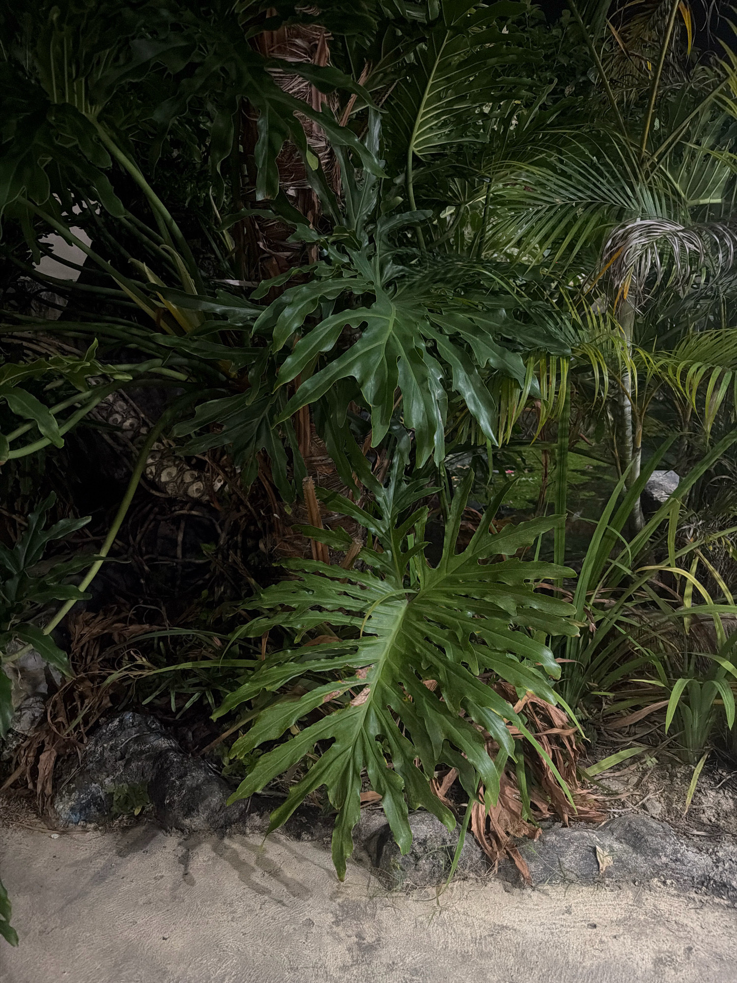 The image depicts a dense arrangement of tropical foliage, primarily large, deeply lobed green leaves characteristic of a Monstera species, interspersed with palm fronds and other lush greenery. The plants are growing along a border defined by rocks and a paved pathway. In the background, darker vegetation and what appear to be plant stems or trunks are visible, suggesting a thick, naturalistic planting. The lighting is dim, indicating it may be evening or night, with some artificial light casting faint shadows on the pathway. The scene is located outdoors, in a setting that could be a garden, park, or roadside planting within the city of Balikpapan, Indonesia. There are no people or animals visible in the frame. The overall impression is one of vibrant, overgrown plant life under low light conditions.