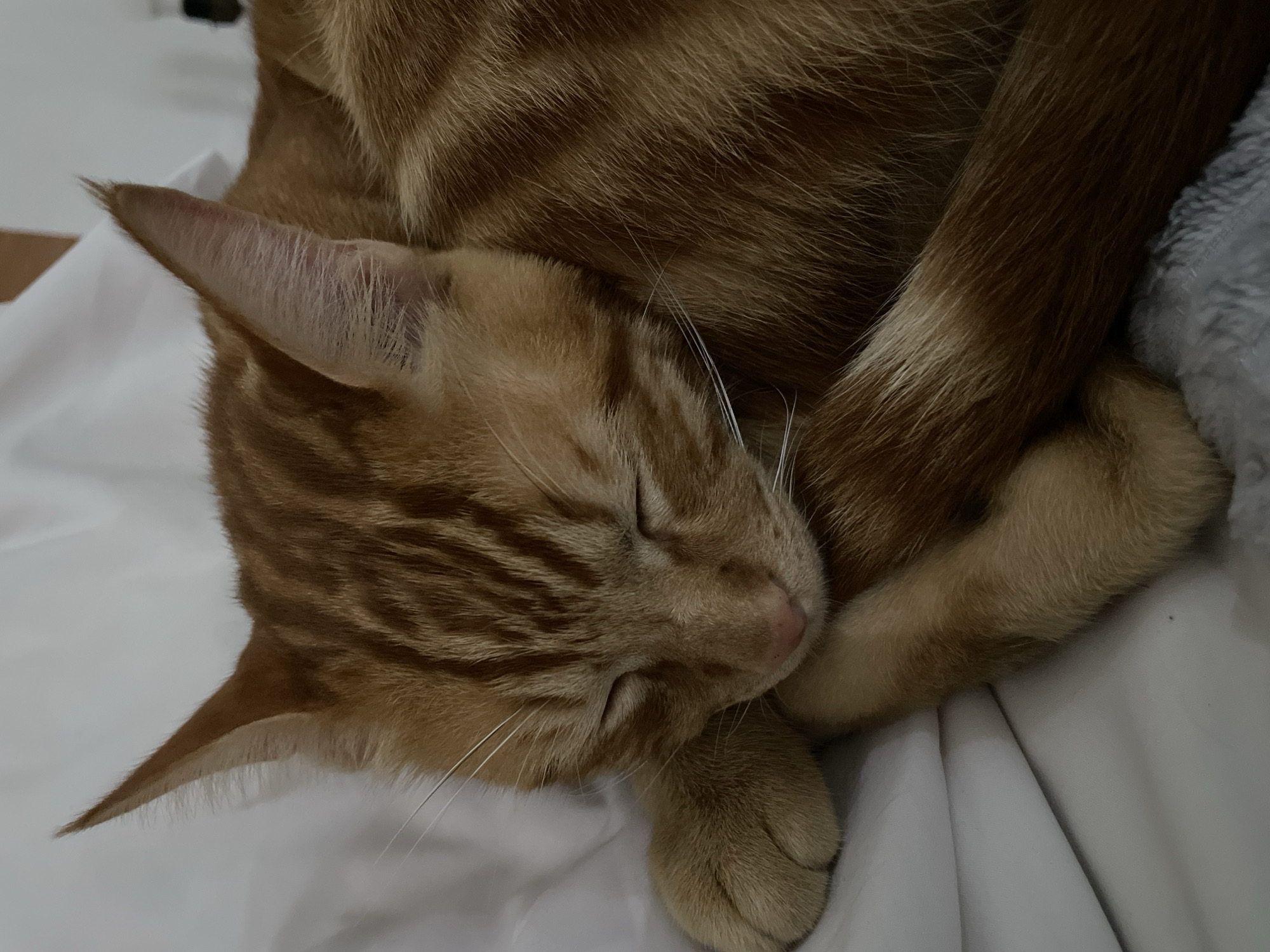 The image displays a close-up of an orange tabby cat deeply asleep. The cat is curled up on a soft, white surface, likely a bed or blanket, embodying a peaceful and relaxed state. Its eyes are gently closed, and its head is nestled comfortably, possibly resting on a tucked-in paw. The cat's fur is a warm ginger color, accented by clear, darker tabby stripes visible across its face and body. Prominent, delicate white whiskers extend from its muzzle. One of its pointed ears is distinctly visible, showing fine, pale fur on its inner surface. A segment of its fluffy, striped tail is also visible, gracefully curled near its body. In the background, a textured grey fabric, likely another blanket or cushion, is partially seen to the right. The soft and gentle lighting suggests an indoor setting and contributes to the tranquil atmosphere of the scene. No text is visible in the media file.
