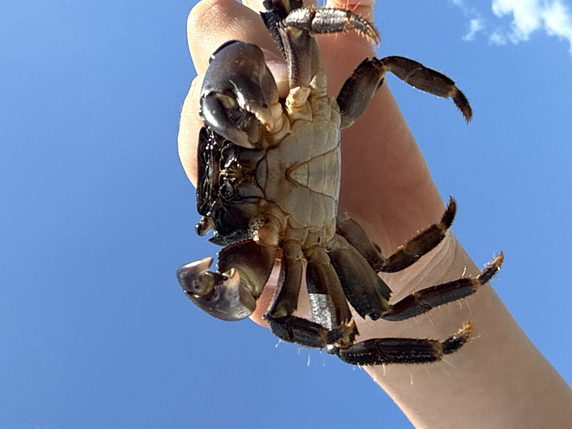 A person is holding a crab in their hand against a bright blue sky. The crab is oriented with its underside facing the viewer. Its claws are prominent, and its legs extend outwards. The person's hand is visible and is likely holding the crab securely. The background is a clear, cloudless blue sky. The location is Unknown, Unknown.