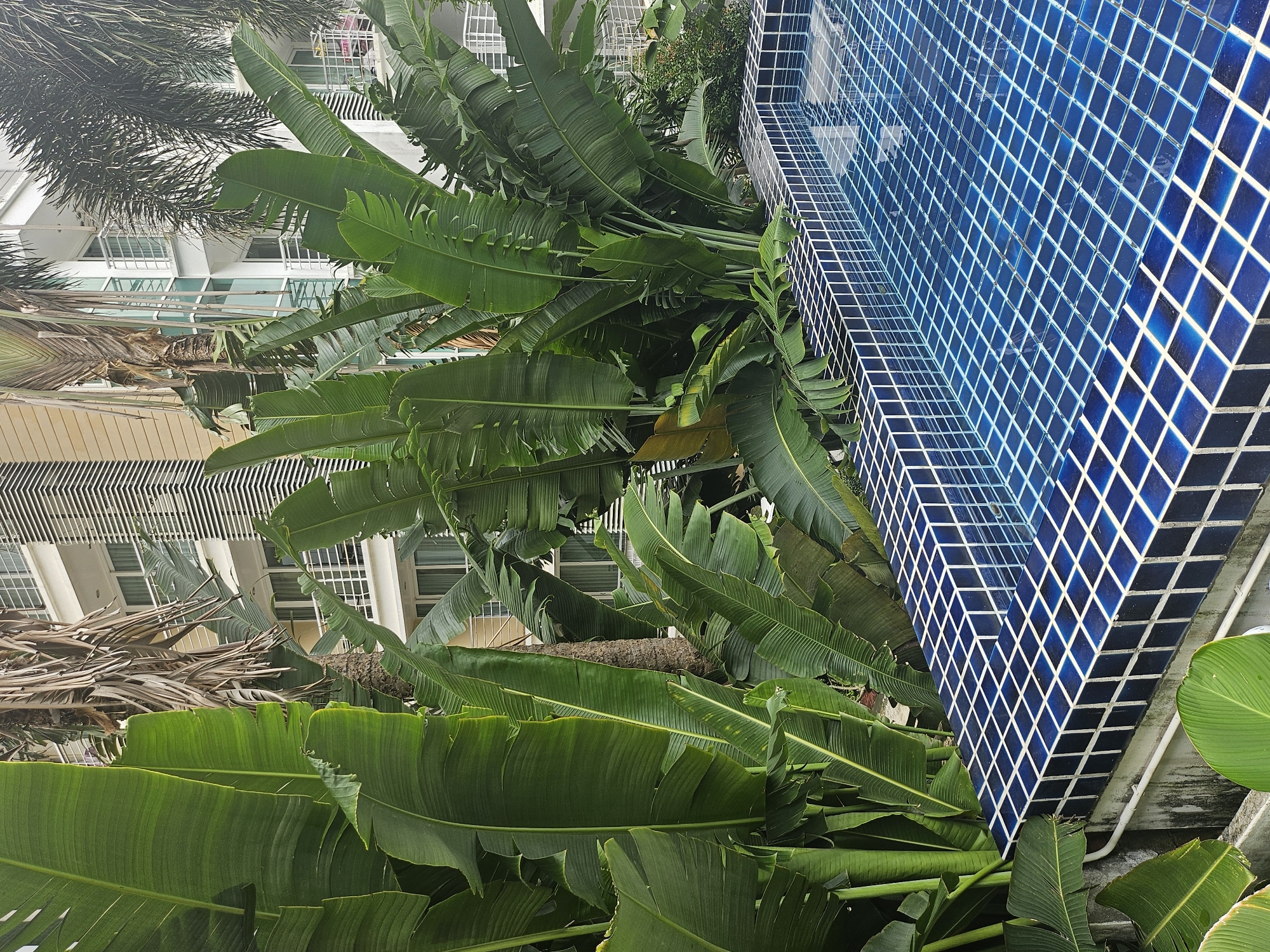 The image depicts a close-up view of a tiled swimming pool adjacent to lush green foliage, likely in Kathu, Thailand. The pool is lined with small, square, deep blue tiles with white grout, creating a grid pattern. Sunlight reflects off the clear blue water. Behind the pool, large, vibrant green banana leaves dominate the foreground, obscuring a portion of the background.
In the background, a modern building with white balconies and windows is visible, partially screened by palm trees. The building appears to be a hotel or residential complex, with its facade featuring horizontal beige and white elements. A dead, dry palm tree trunk is also visible, adding a stark contrast to the surrounding greenery. The overall impression is one of a tropical, urban environment, combining natural elements with man-made structures. No people are present in the image.