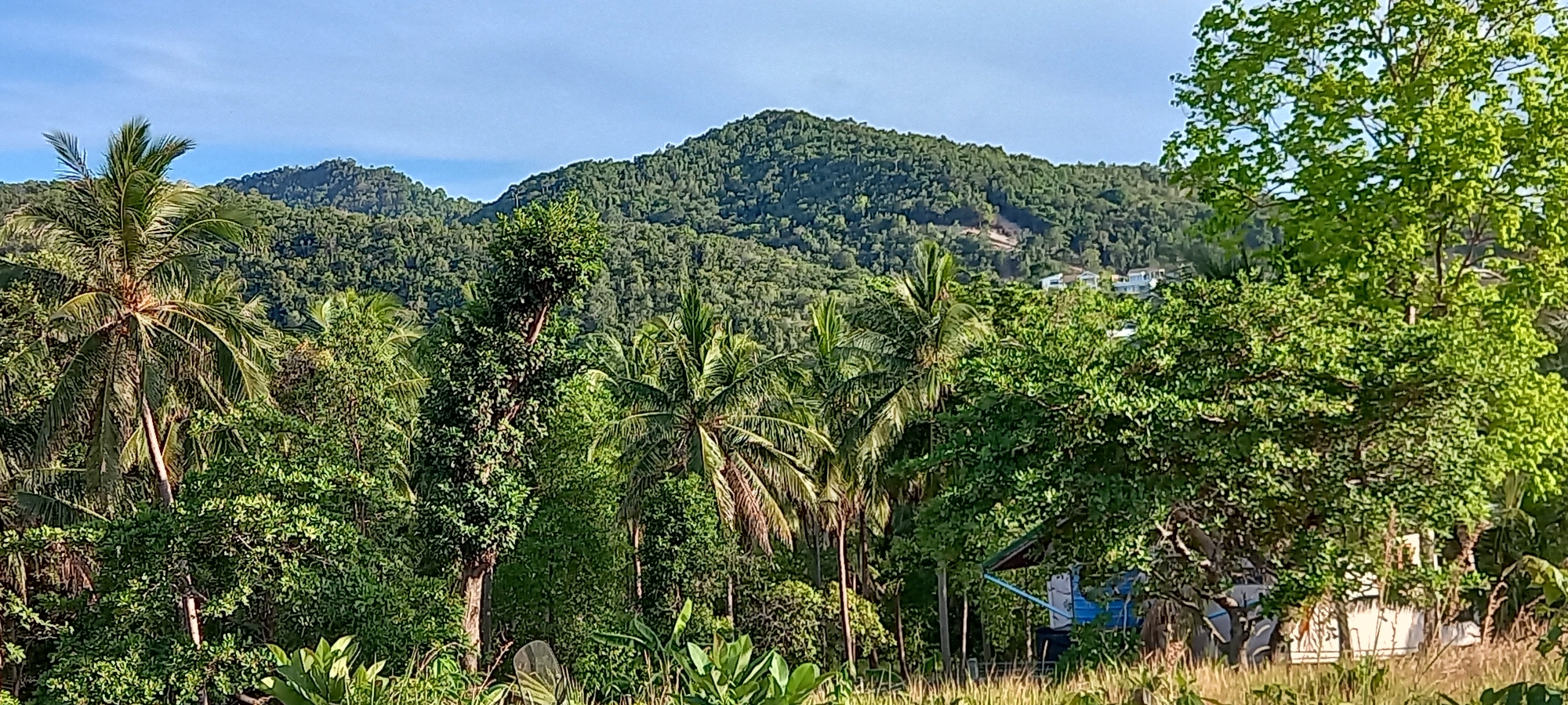 The image shows a landscape in Baan Wang Ta Kien, Thailand, featuring lush tropical vegetation. In the foreground, various trees, including palm trees and broad-leafed trees, dominate the scene. The foliage is dense and green.
In the background, a hill or mountain covered in dense forest is visible, with a few white buildings. The sky is clear and blue.