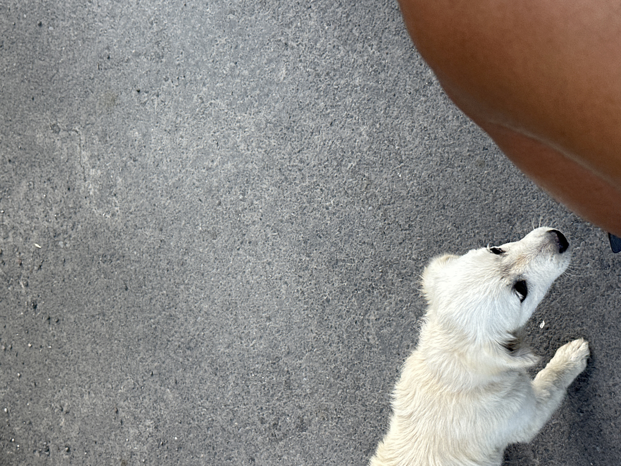 The image, shot from above, shows a white puppy lying on a gray asphalt surface next to a person's leg. The puppy is mostly white with black eyes and a black nose. The asphalt surface is coarse-grained. The person's leg is tan. This scene is likely in Sukawati, Indonesia.