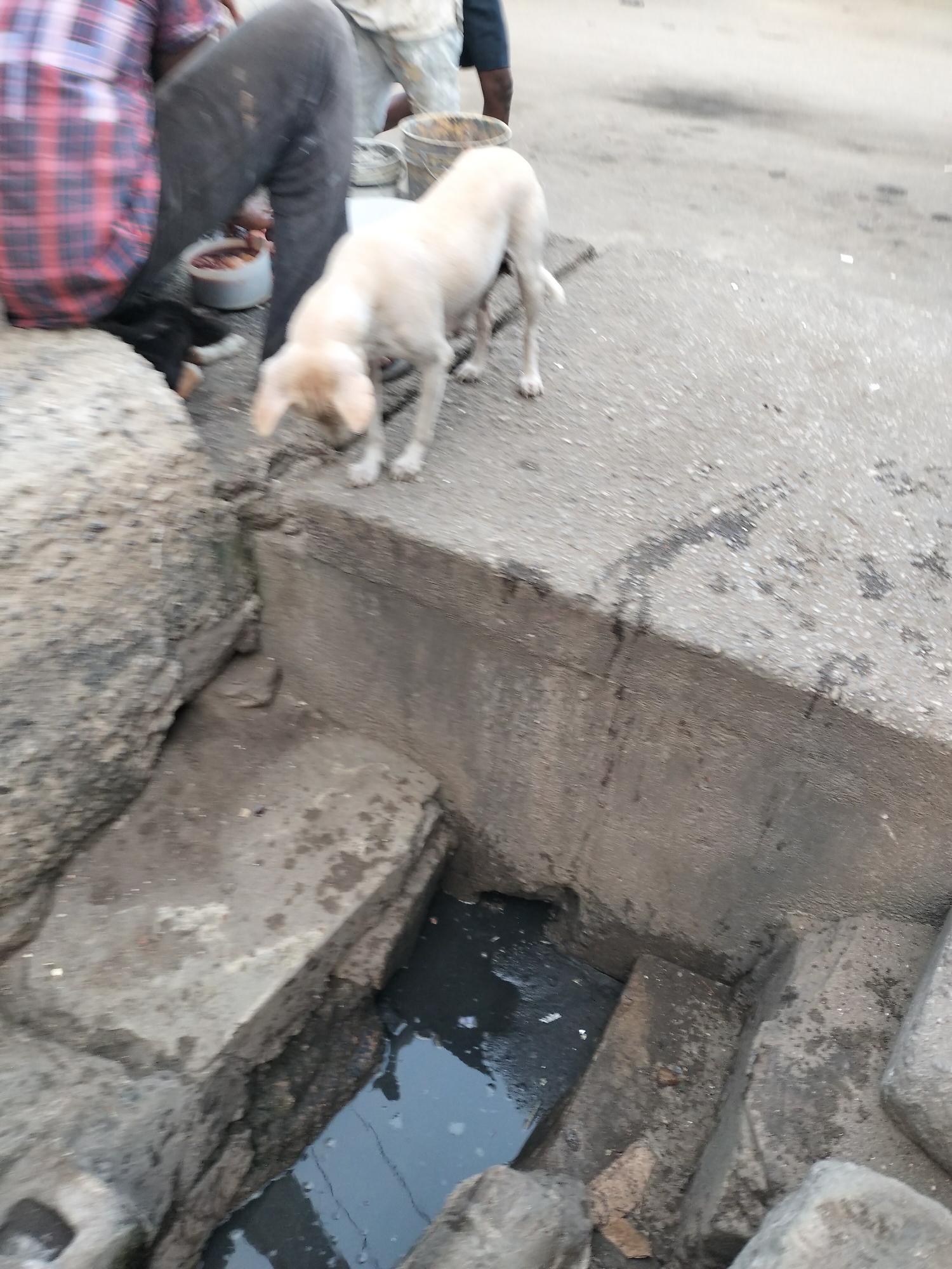 The image shows a street scene in Lagos, Nigeria. A light-colored dog stands near the edge of a partially open storm drain. A man wearing a plaid shirt and dark pants sits on a rock near the drain, with what appears to be a bowl of food beside him. Another person in light clothing is partially visible in the background. The drain contains murky water, and the surrounding area appears to be paved with concrete.