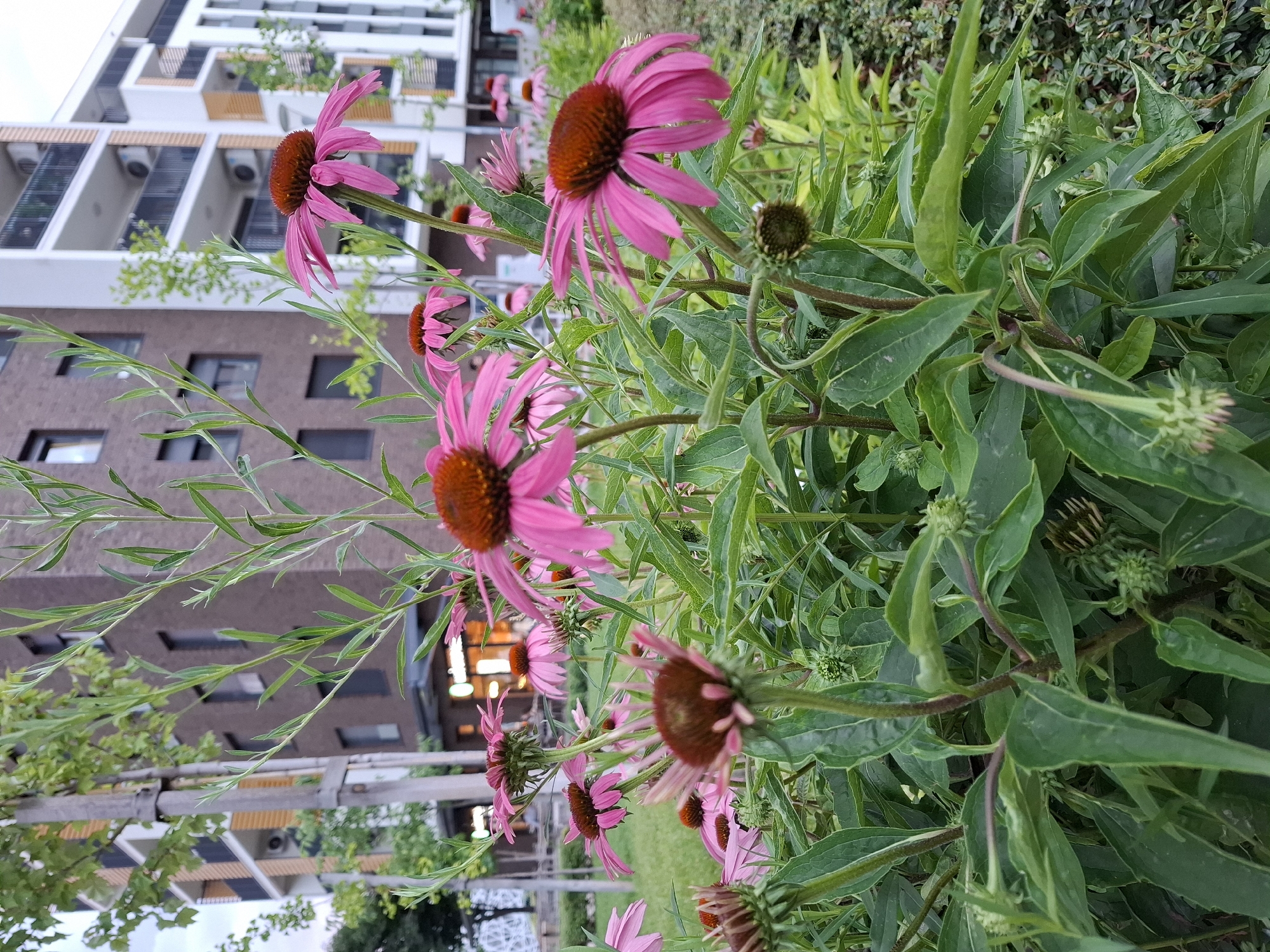 In Zemun Urban Municipality, Serbia, a cluster of pink coneflowers is in full bloom in front of a modern, multi-story building. The coneflowers, with their distinctive brown centers and delicate pink petals, are the primary focus of the image, showcasing their vibrant colors and intricate details. The building in the background features a contemporary architectural design with white facades, balconies, and dark windows, interspersed with wooden accents. Green foliage and trees surround the flowers and the building, adding a natural element to the urban setting. The scene captures a serene moment in a city park or residential area, where nature and modern architecture coexist.