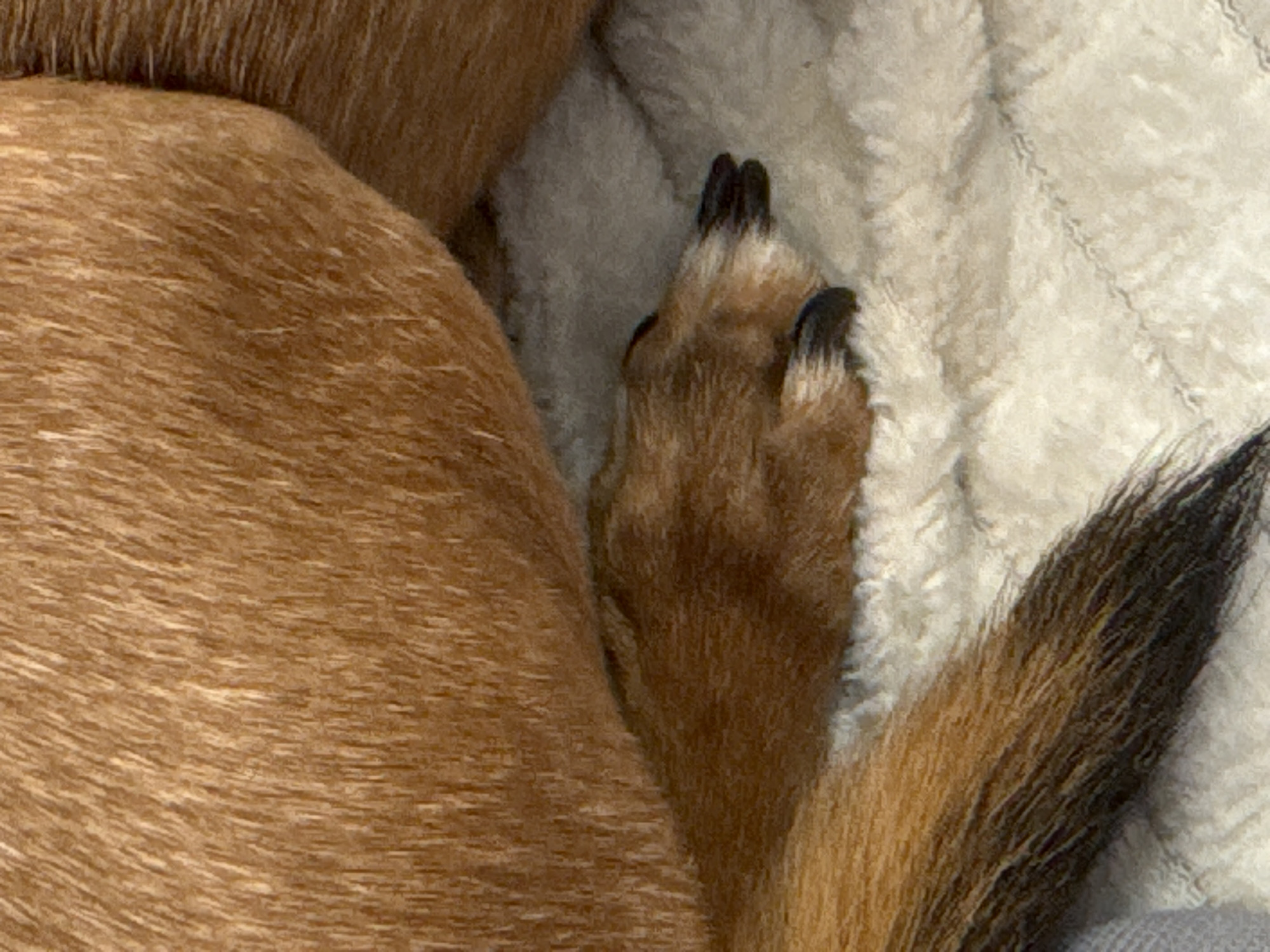 The image shows a close-up view of a dog's paw and tail resting on a soft, textured white surface, possibly a blanket or rug. The dog's fur is a warm brown color with subtle variations in shade. The paw has dark claws, and the tail is a mix of brown and darker fur, tapering to a point. The background is out of focus, highlighting the details of the dog's fur and paw. The overall impression is one of comfort and relaxation. No specific location in the city of Unknown, Unknown can be determined from the image.