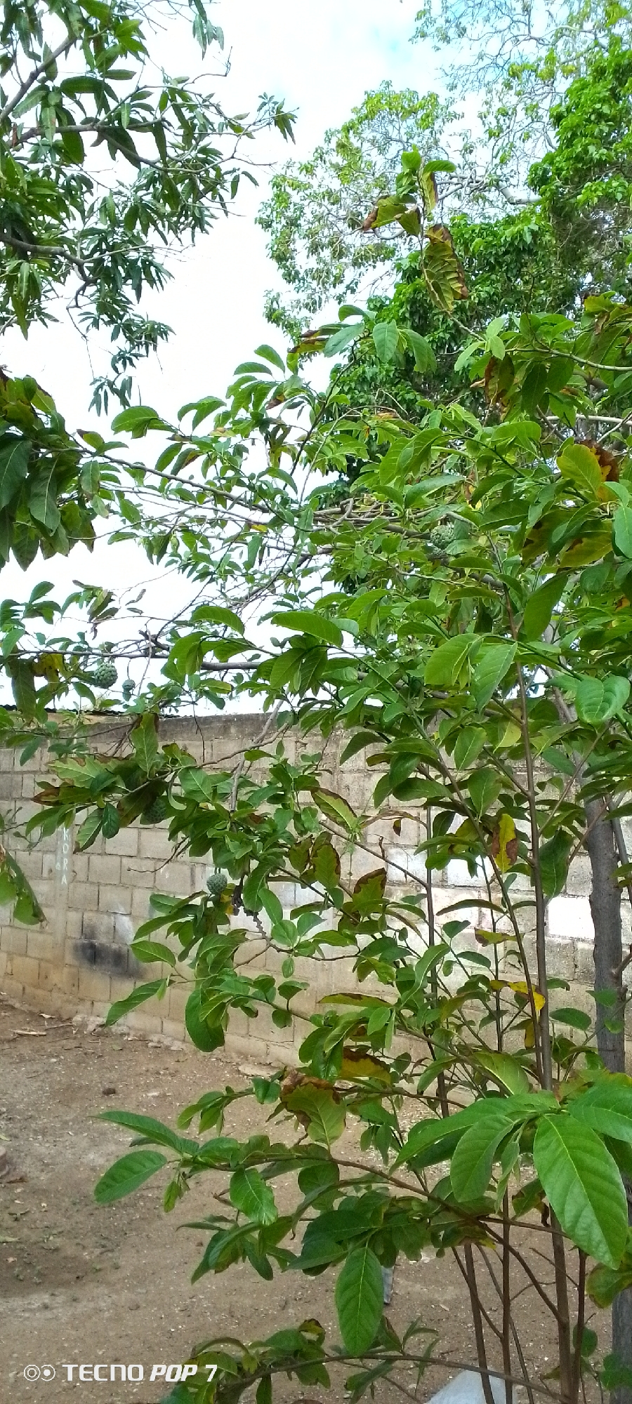 The image shows a close-up view of a tree with green leaves and branches. The tree is in front of a light-colored brick wall. The ground is covered in dirt and small stones. In the background, there are other trees and the sky. The image appears to have been taken outdoors, likely in a rural or semi-urban setting. The bottom of the image contains the text "TECNO POP 7". There are no people or animals visible in the image. The scene is static and peaceful. It is not possible to determine the specific location within Altagracia, Venezuela from the visual information provided.