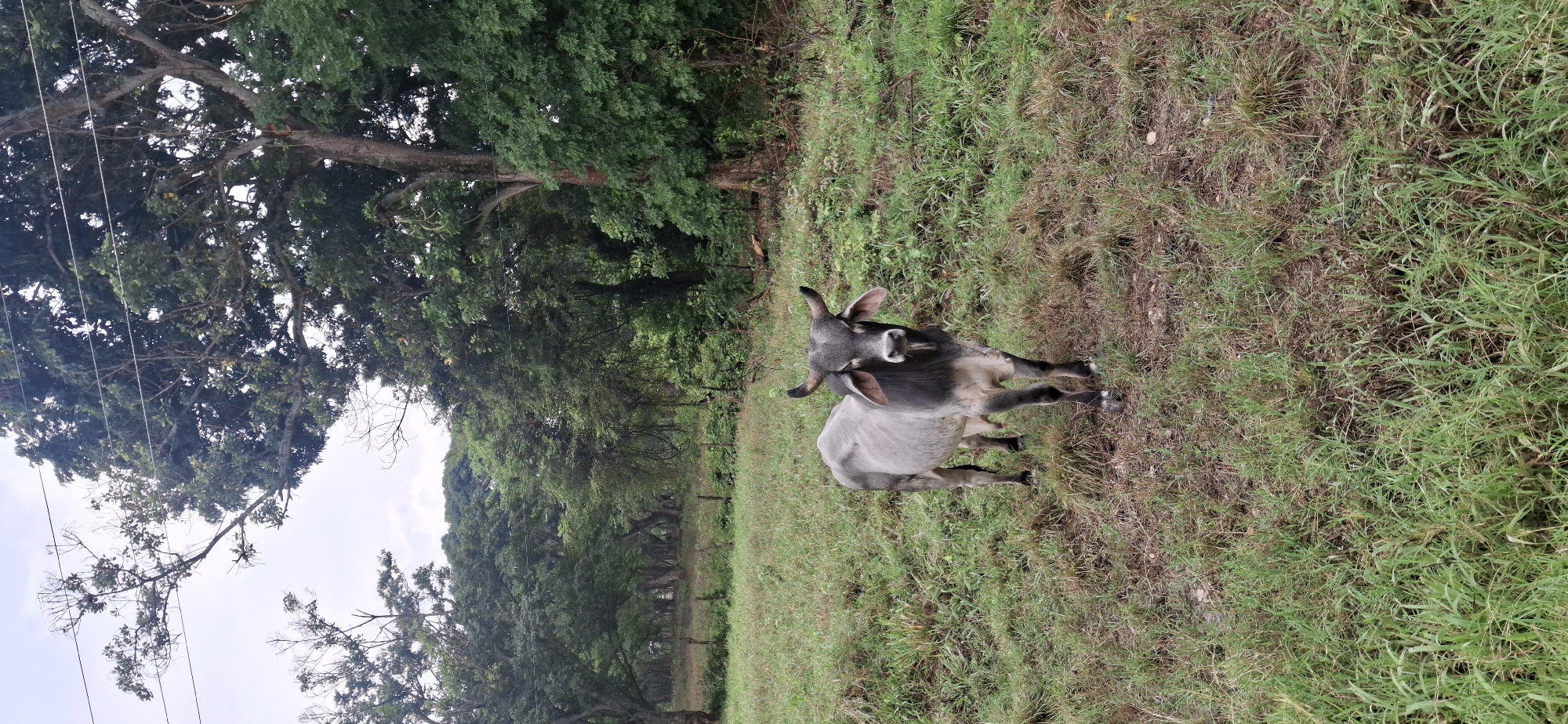 The image depicts a grey cow standing in a grassy field. Lush green trees line the left side of the frame, suggesting a wooded area. The grass appears to be a mix of green and brown, indicating areas that may be drying out. Overhead wires are visible in the upper left corner. The location is Vallecito, Venezuela.
