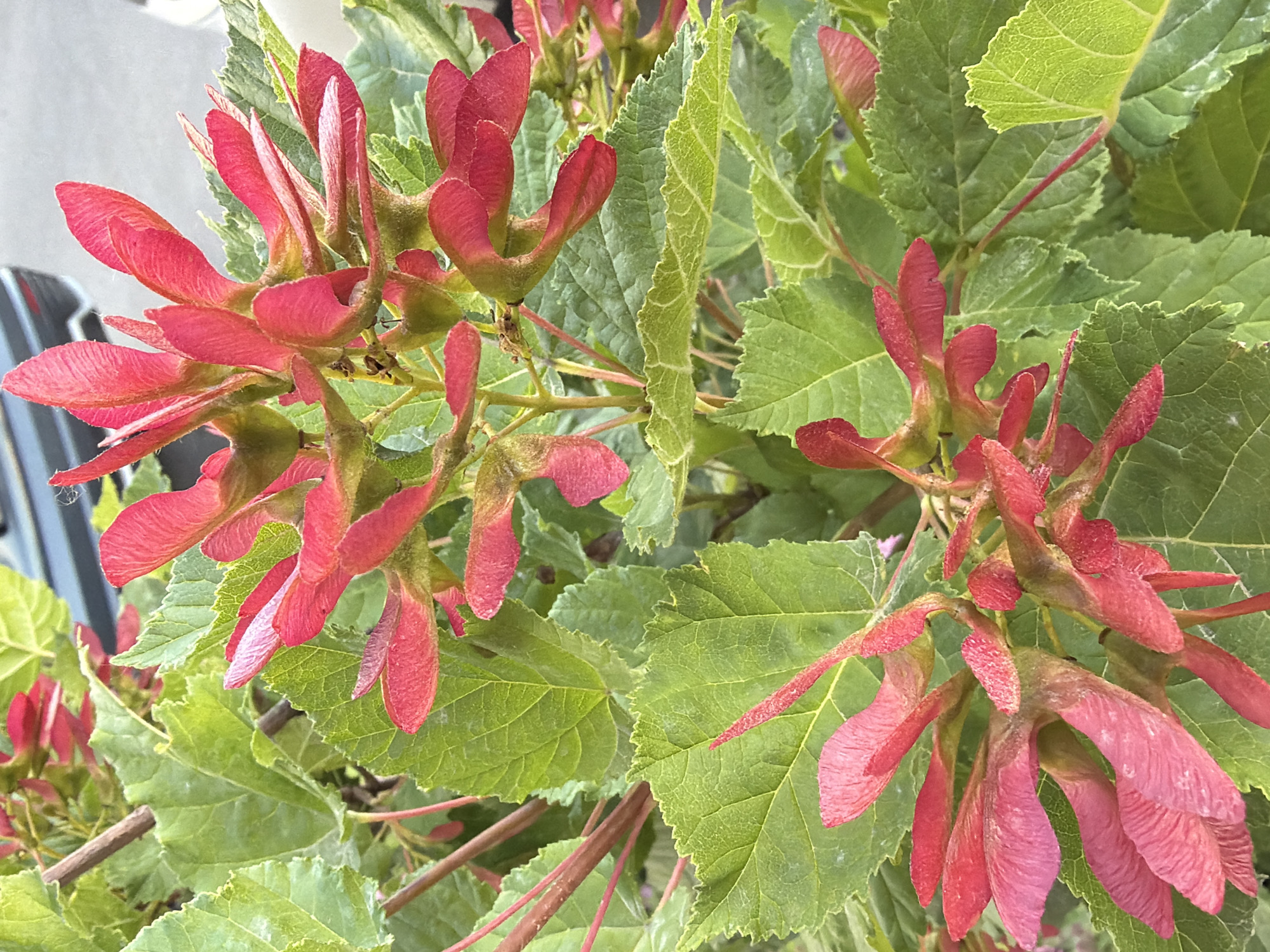 A close-up, eye-level shot captures several clusters of bright red, winged seeds from a tree, interspersed with vibrant green, serrated leaves. The seeds, some still attached to their stems, exhibit a papery texture and are arranged in groups of two. The leaves are broad and have prominent veins, with some appearing slightly fuzzy along the edges. The background is blurred, but hints of a gray surface, possibly pavement, and a dark-colored vehicle suggest an outdoor urban setting. The lighting is natural, casting soft shadows and highlighting the rich colors of the foliage and seeds.