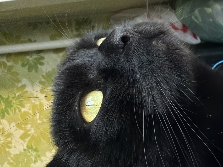 The scene presents a close-up, upward-angled view of a black cat's head and upper chest. The cat has solid black fur, striking bright yellow eyes with vertical black pupils, a dark gray to black nose, and numerous long white whiskers emanating from its muzzle. A narrow blue collar is partially visible around its neck at the bottom left. The cat's gaze is directed towards the upper right quadrant of the image. The background behind the cat's head features a patterned wallpaper with stylized yellow and light green floral or leaf motifs on a light yellowish-cream base. To the right of the cat, a vertical white structural element, likely a window frame, is present, partially obscuring a blurred green fabric or material. Below the cat's chin, a segment of a white object with red markings is visible against additional blurred green material. The setting is an interior space within the city of Izhevsk, Russia.