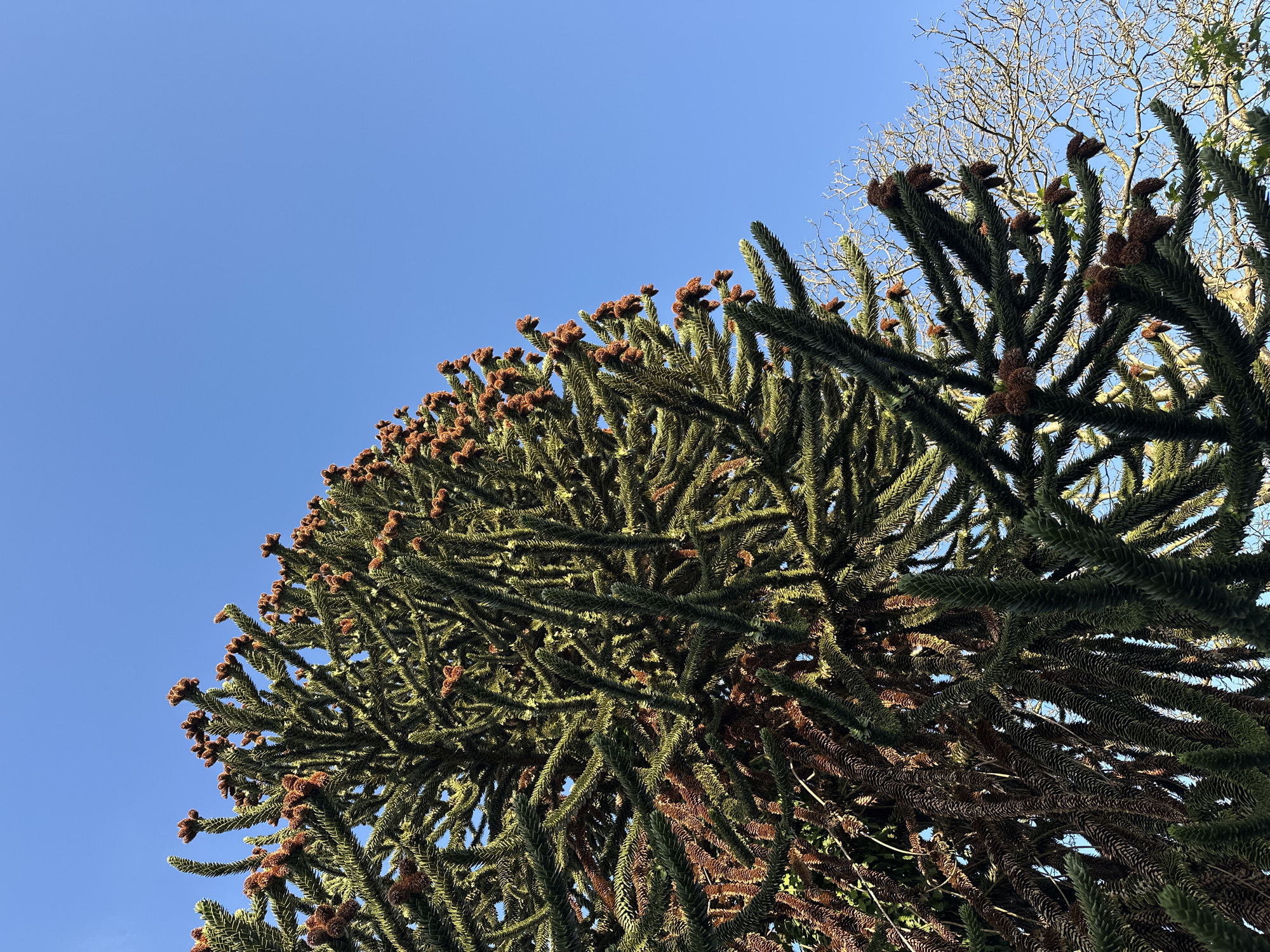 A low-angle, close-up shot captures the upper branches and canopy of a Monkey Puzzle tree (Araucaria araucana) against a clear blue sky in Braine-l'Alleud, Belgium. The tree's distinctive, spiky branches, covered in dense, dark green foliage, are visible, with some branches bearing small, brown, cone-like structures. In the background, the bare, intricate branches of another deciduous tree are silhouetted against the sky. The image composition focuses on the unique texture and form of the Monkey Puzzle tree's branches and the contrast between its evergreen needles and the bare branches of the other tree. The lighting suggests a bright, sunny day. No people or animals are present in the frame.