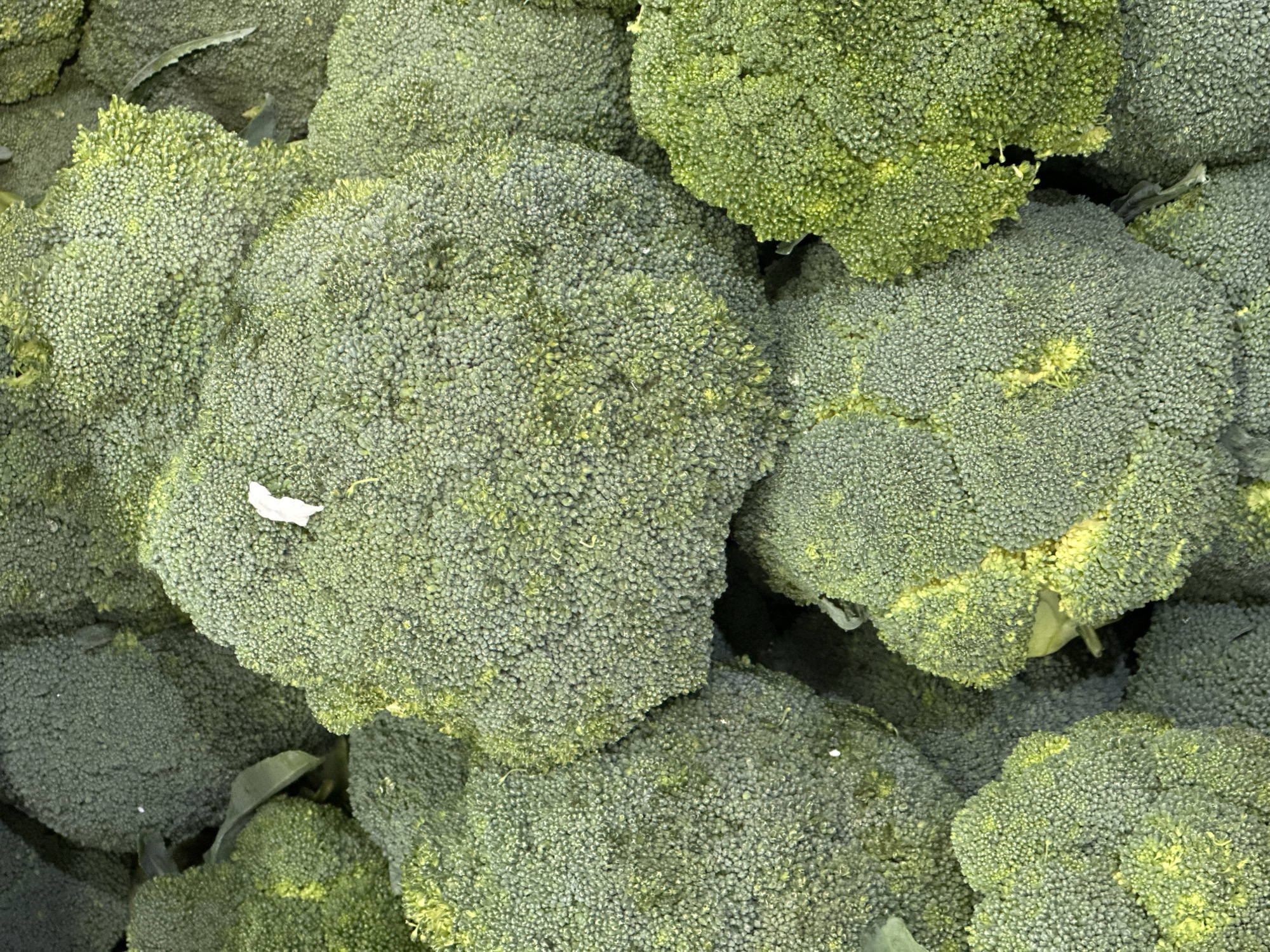 The image shows a close-up of several heads of broccoli. The broccoli florets are green, and some have a slightly yellowish tinge. A small white piece of debris is visible on one of the broccoli heads. No people are visible, and the location is unknown, but it is not indicated to be Moscow, Russia.