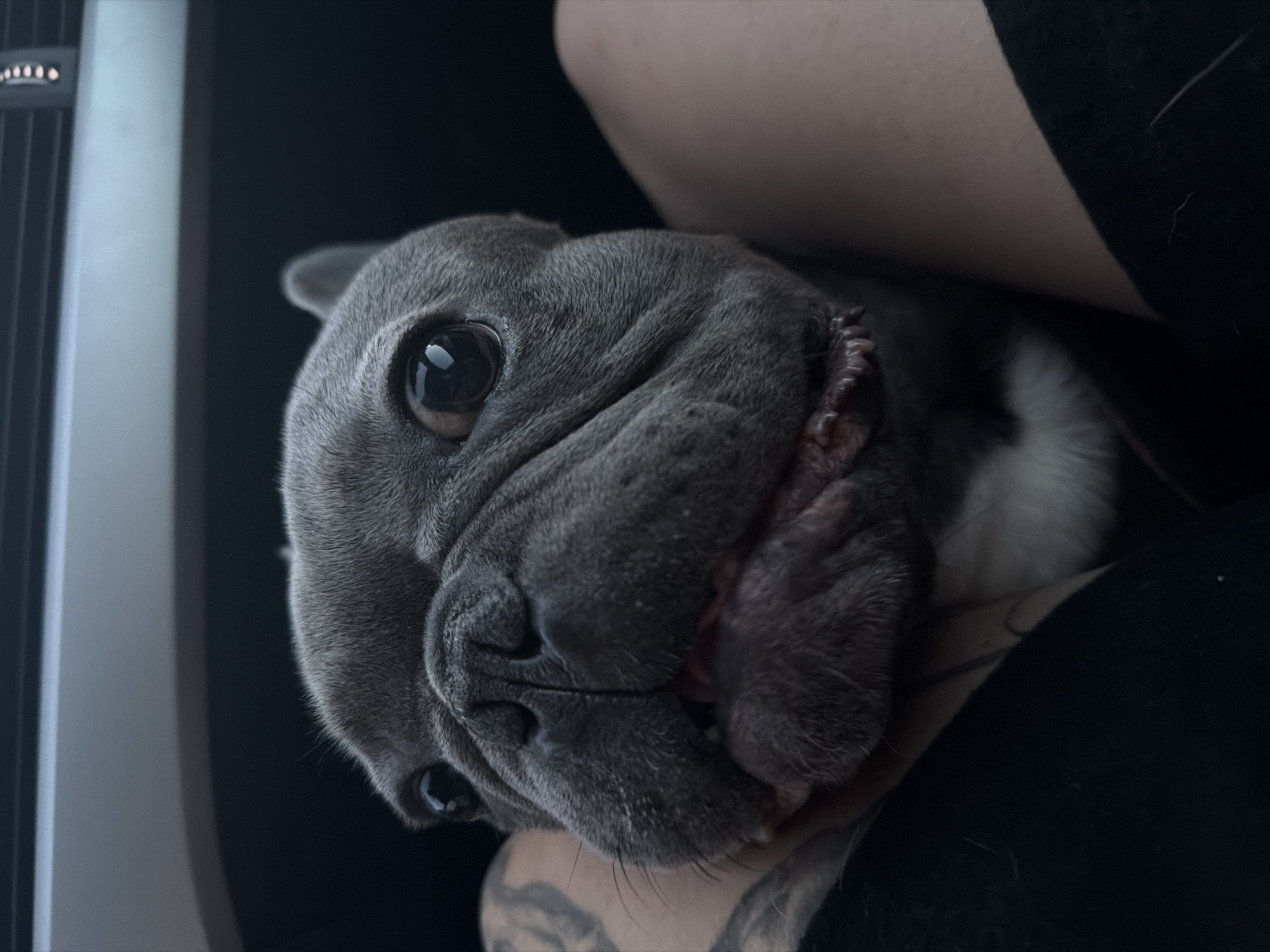 The image depicts a close-up, frontal view of a blue-gray French Bulldog, positioned on a person's lap inside a vehicle, in the city of Dolno Ablanovo, Bulgaria. The dog, the primary subject, has large, dark, reflective eyes with visible light sources, a dark, wrinkled muzzle, and a slightly open mouth revealing pink gums. Its short, dense fur is a uniform blue-gray hue. To the left of the dog, a human arm or leg with a visible dark tattoo is present. To the right, bare human skin, likely a leg, is partially obscured by dark fabric, indicating clothing. The upper background shows the dark interior of a car, including a portion of a gray dashboard or ceiling and a dark air vent with an attached accessory on the far right. The dog appears to be looking directly forward, possibly at the camera, conveying an alert or curious expression.