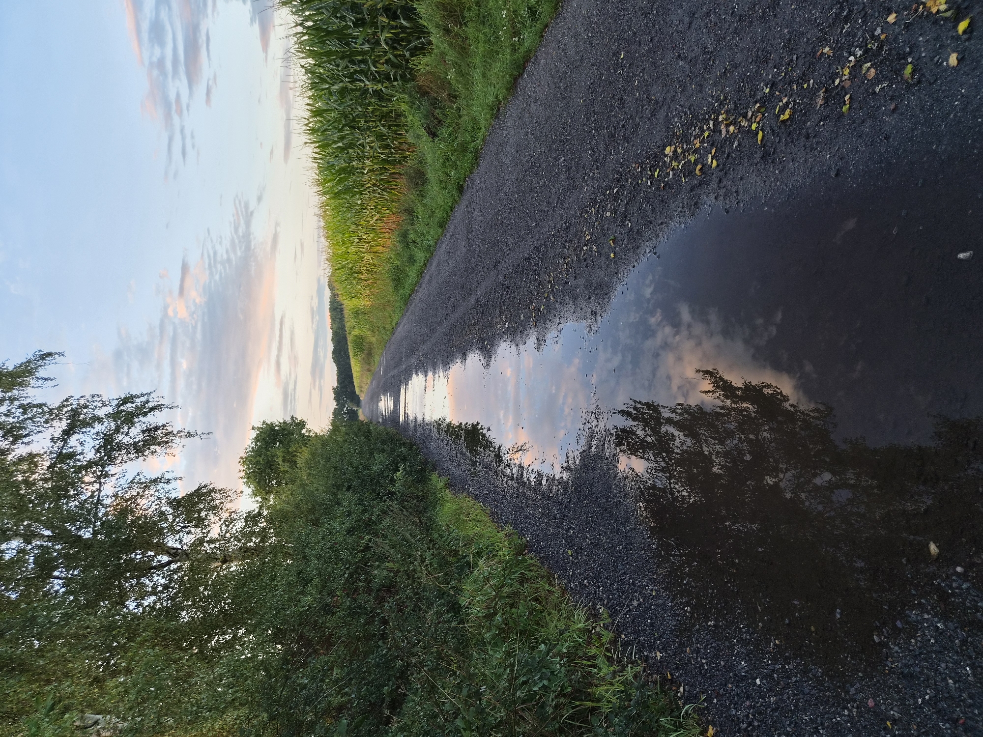 The image depicts a rural scene in Schiffdorf, Germany, featuring a gravel road that has a large puddle reflecting the sky and surrounding trees. On the left side of the road, there is a dense line of green foliage, including trees and bushes. On the right side of the road, a tall field of corn stands with vibrant green stalks. The sky above is a pale blue with scattered clouds tinged with the colors of sunset or sunrise. The road itself is dark and appears somewhat damp, with the large puddle dominating the foreground. Scattered fallen leaves are visible on the gravel. The overall impression is of a peaceful, natural landscape during twilight.