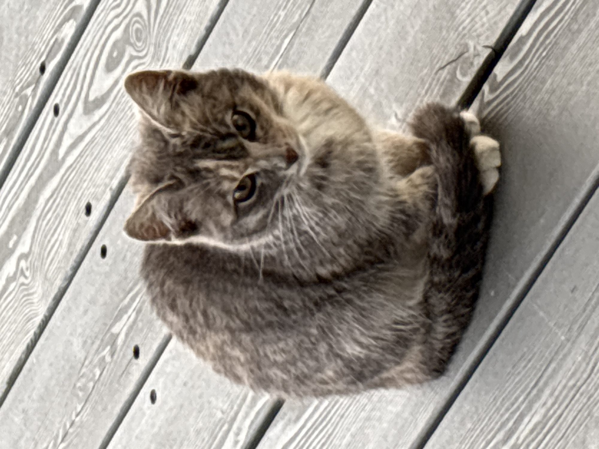 A gray tabby cat with green eyes is curled up on a weathered wooden deck in Zvenigorod, Russia. The cat's fur is a mix of light and dark gray with tabby markings. Its tail is wrapped around its body, and its paws are tucked underneath. The deck is made of gray wooden planks with visible grain and some weathering. There are small dark circles, likely knots or nail heads, on the deck. The lighting suggests it is daytime, with soft shadows.