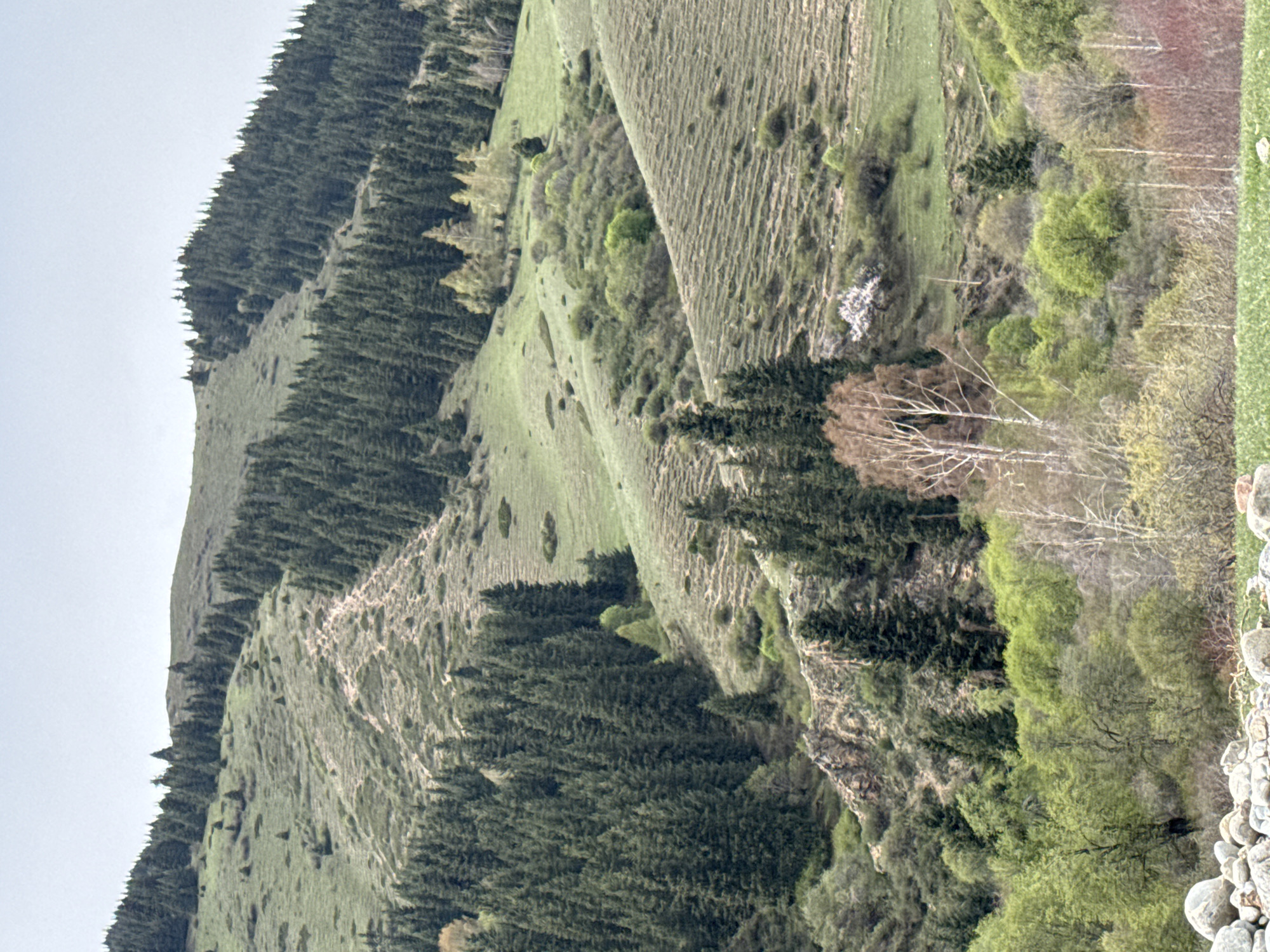 This is a landscape photograph showcasing a natural environment, likely in a mountainous or hilly region consistent with Semenovka, Kyrgyzstan. The scene is dominated by undulating terrain covered in diverse vegetation.
The image features lush green slopes, some of which are densely forested with coniferous trees, appearing dark green and clustered, particularly on the left side and in ravines. Other slopes are covered in lighter green grass, with some areas showing distinct linear patterns, possibly indicating terracing or erosion. Mixed among the coniferous forests are deciduous trees, some with bright, fresh green foliage suggesting spring or early summer, and others with light-colored, bare branches. A prominent group of these lighter-barked trees, potentially birches, stands out in the mid-right portion of the scene.
A faint dirt path or track can be seen winding its way up one of the grassy slopes in the middle ground, indicating passage through the landscape. In the lower right foreground, a collection of grey and white rocks and stones is visible, suggesting a rocky ground or riverbed edge. Rocky outcrops and formations are also present among the trees and slopes.
The lighting is soft and diffused, indicating an overcast sky or diffused sunlight, as there are no harsh shadows. The sky, visible at the top, is a pale, uniform grey. No people, animals, or man-made structures (other than the potential path) are visible, and there is no discernible text in the image. The overall impression is one of a serene, natural, and remote landscape.