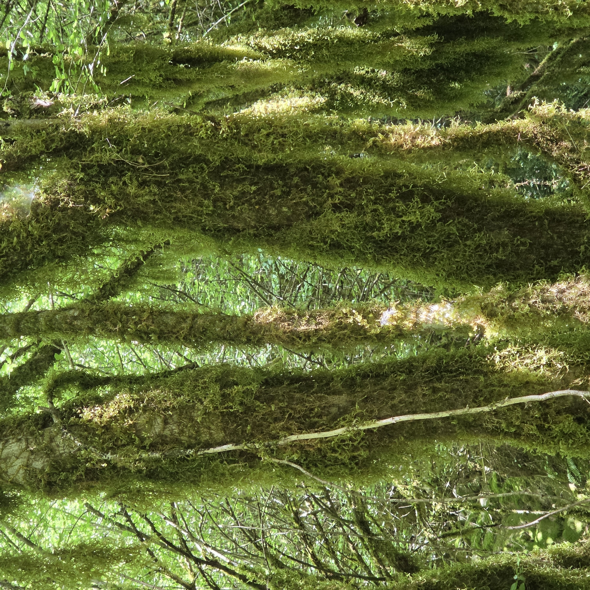 The image shows moss-covered tree branches in Međuriječje, Montenegro. The scene is heavily vegetated, with the focus on thick, mossy growth on the branches. Sunlight filters through the canopy, creating bright spots on some of the branches. Other vegetation is visible in the background.
