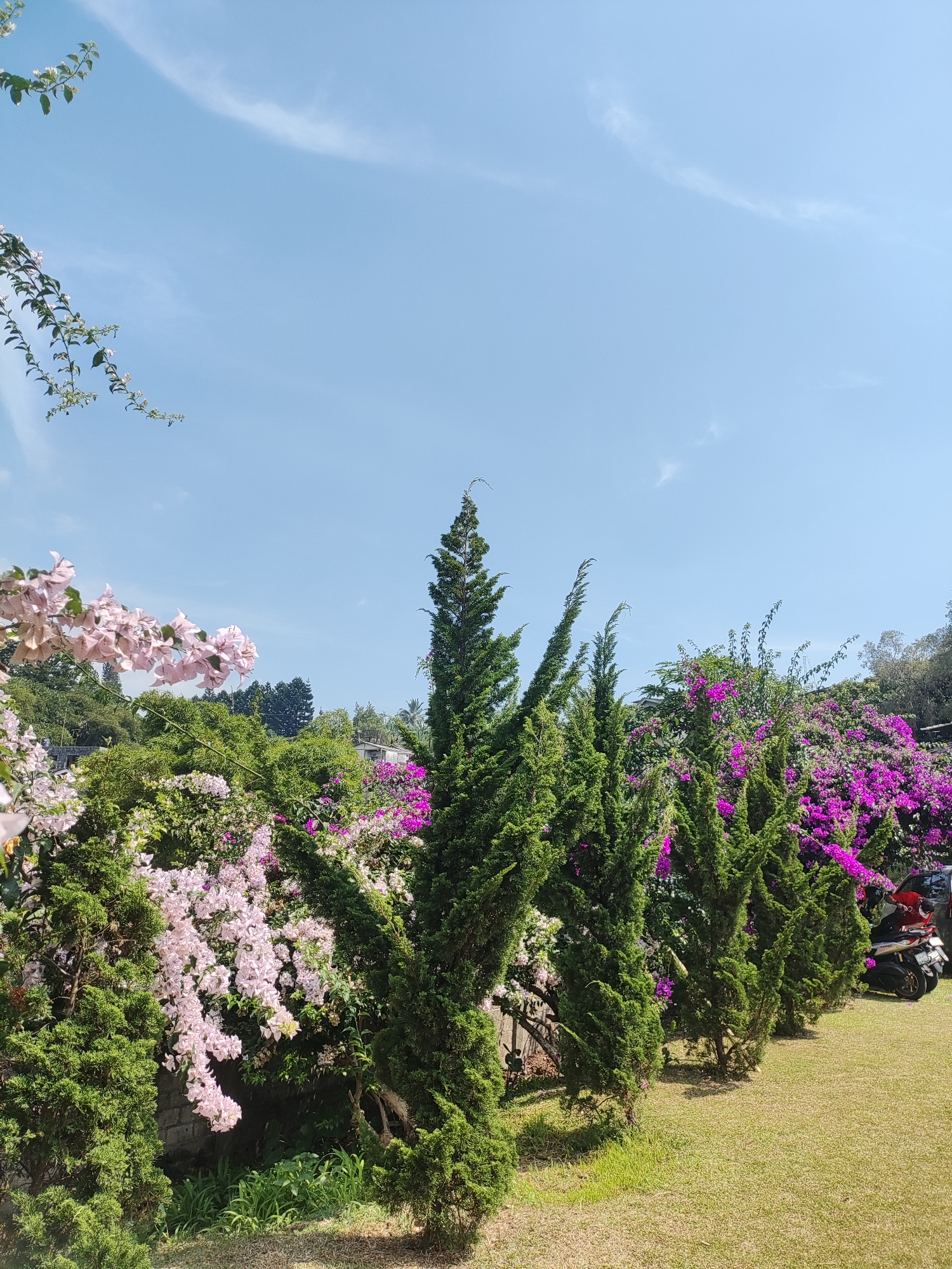A wide shot captures a sunlit outdoor scene with a clear blue sky overhead. In the foreground, a row of conical evergreen trees lines a neatly mowed grassy lawn. Behind them, a lush garden bursts with vibrant bougainvillea in shades of pink and purple, interspersed with greenery. To the far right, a portion of a motorcycle and a car are visible, suggesting a residential or recreational area. The background reveals more trees and hints of buildings, indicating a location in Cisarua, Indonesia.