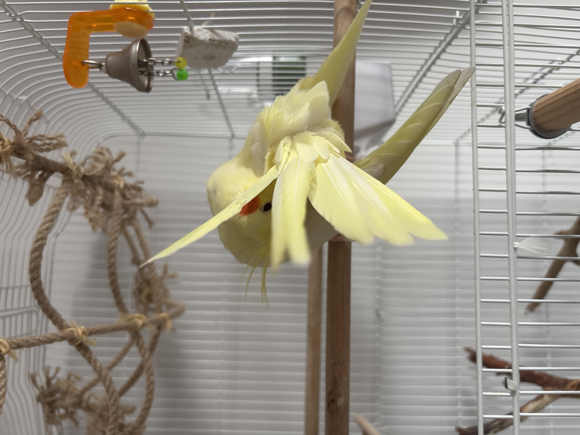 A yellow cockatiel is perched inside a white wire birdcage. The bird's wings are partially spread, with its head obscured. Visible within the cage are a wooden perch, a knotted rope toy, and a plastic bell toy. The cage is positioned against a light background. The location in the city of Krasnoyarsk, Russia is not discernible.