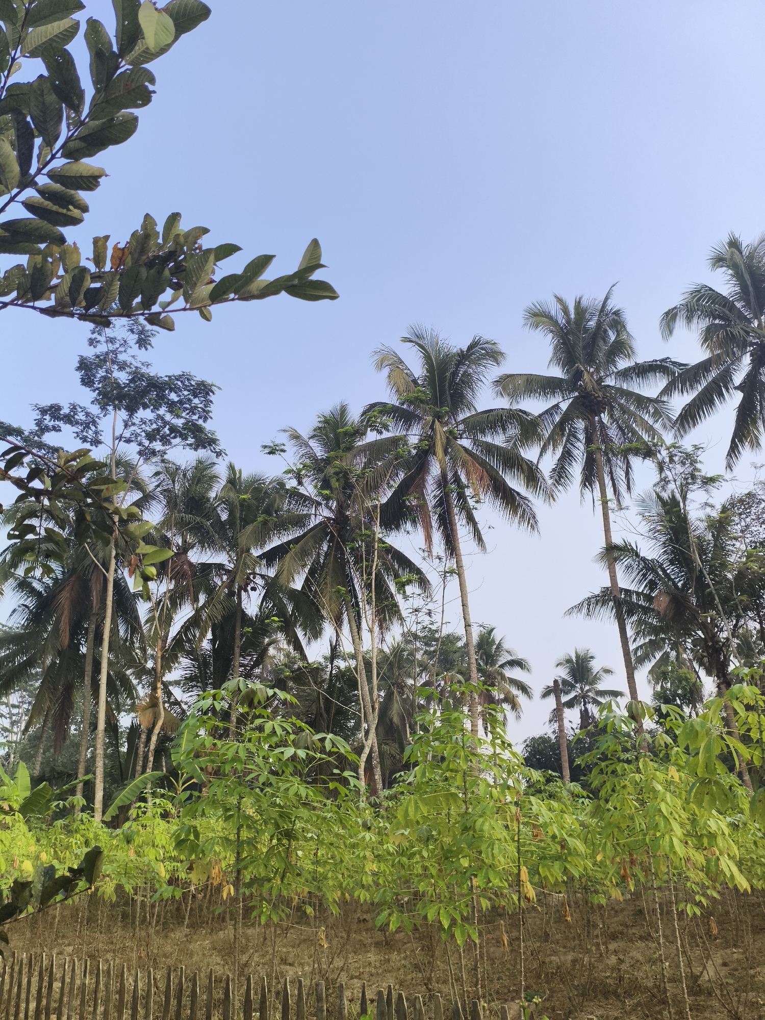 The image depicts a lush, tropical landscape in Kembaran, Indonesia, characterized by a dense growth of coconut trees and smaller green plants. The foreground features a row of thin, upright wooden stakes forming a rustic fence, with dry soil and sparse vegetation beneath. Behind this, a dense cluster of vibrant green plants with broad leaves creates a midground tapestry. Towering above are numerous coconut palms, their fronds reaching towards a clear, pale blue sky. The trees vary in height and density, suggesting a natural environment. The overall scene is one of natural abundance and rural simplicity under a bright sky. There are no people or animals visible in the image.